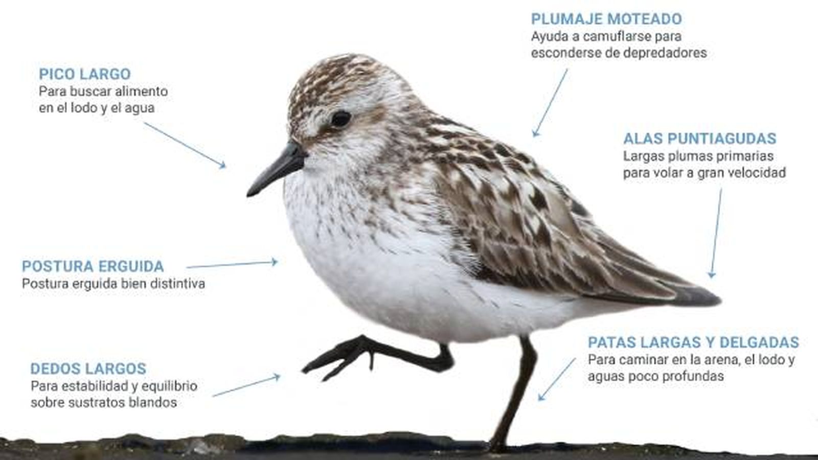 aves playeras caracteristicas aves playeras caracteristicas