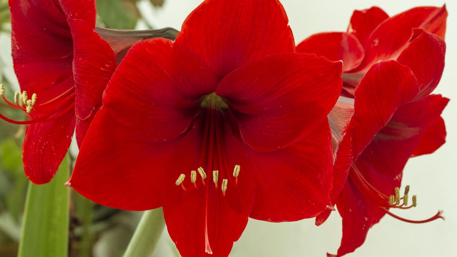 bulbo amarilis plantar otono bulbo amarilis plantar otono