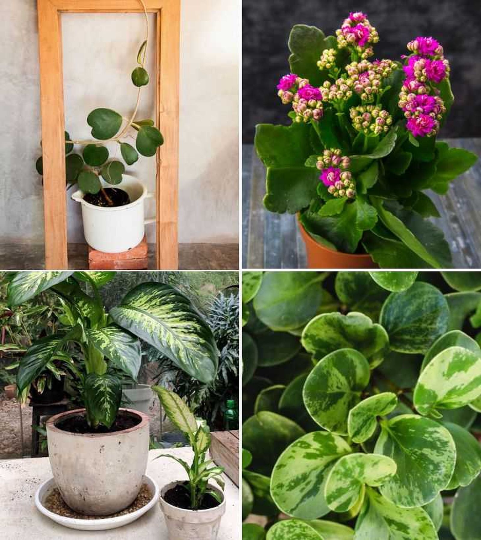 hoya kerrii kalanchoe dieffenbachia peperomia obtusifolia planta de interior