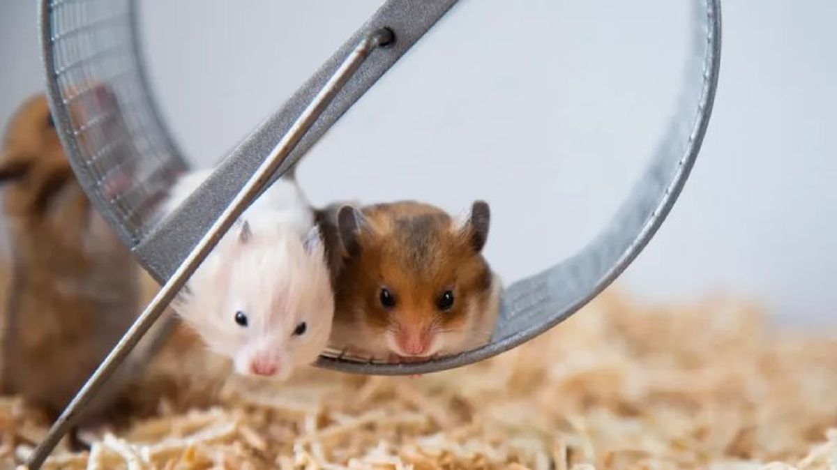 nombres para hamsters 5