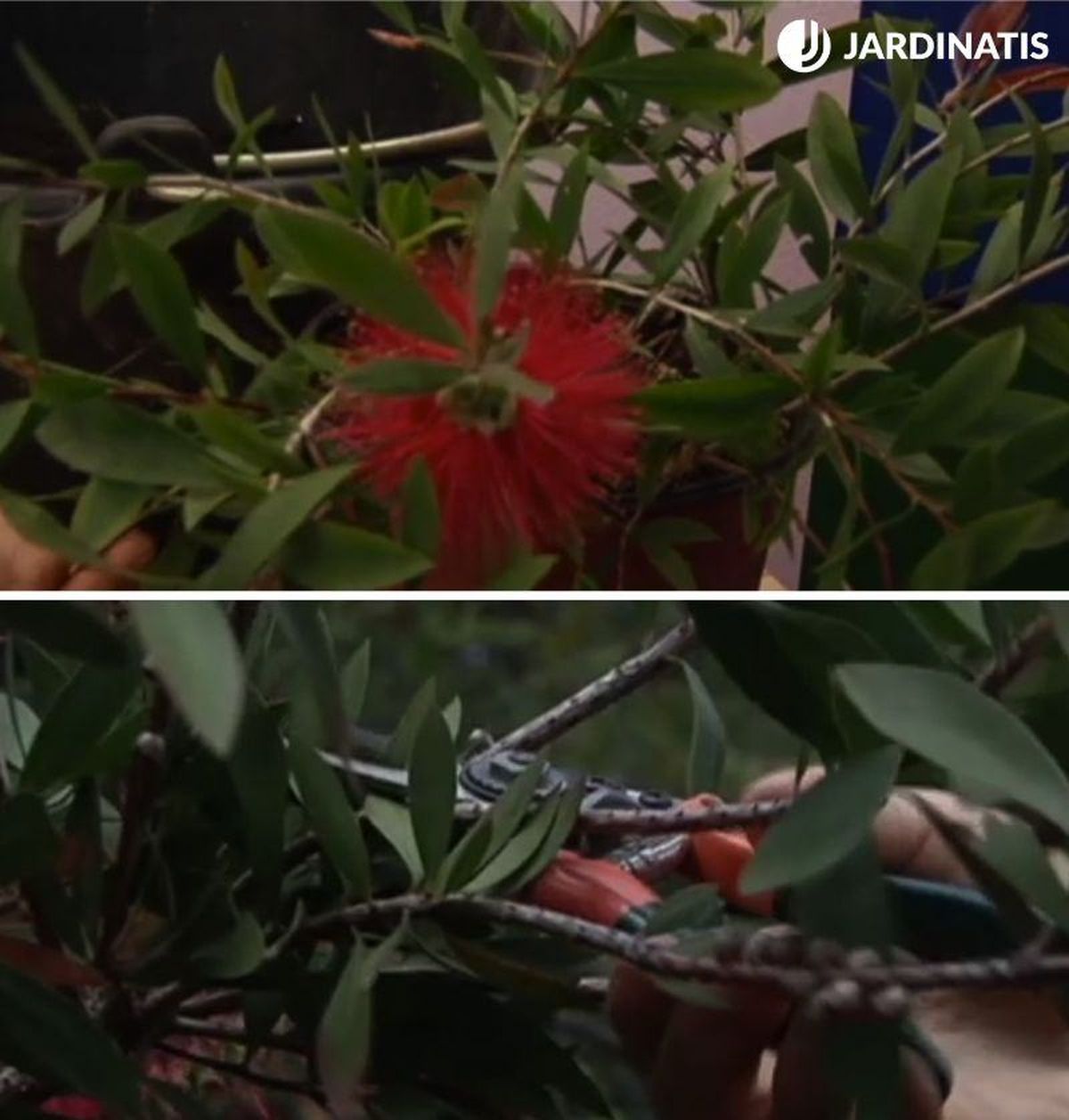 Poda del Callistemon