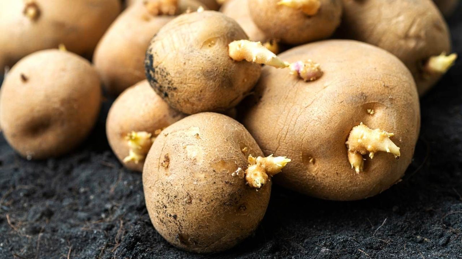 patatas brotes patatas brotes