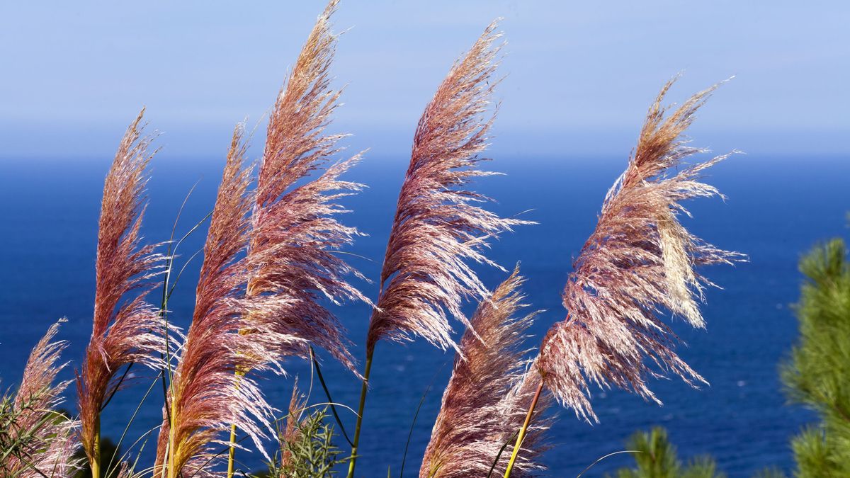En general las plantas invasoras crecen rápido y producen muchas semillas