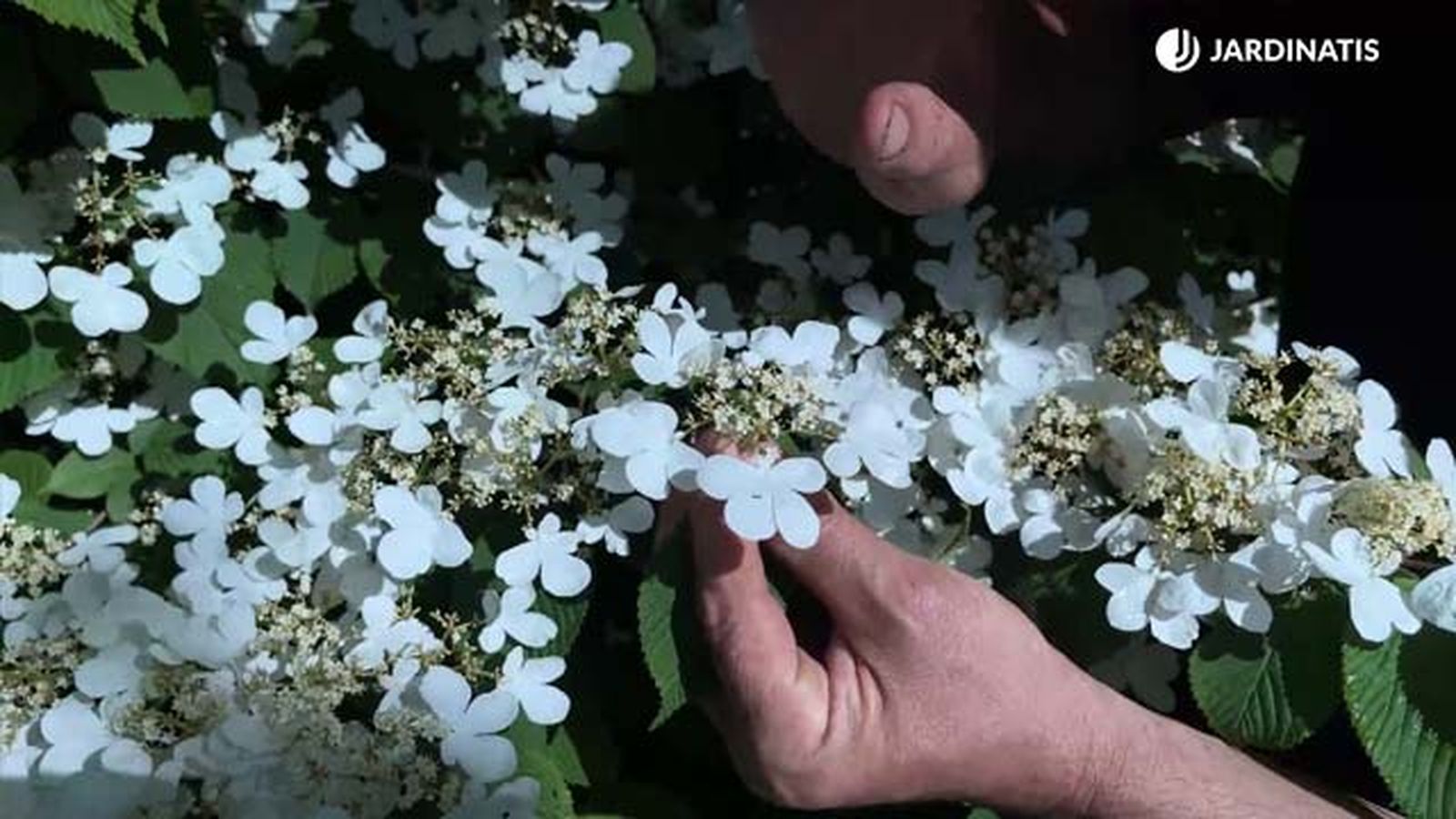 Viburnum plicatum mariesii flores fertiles y esteriles jardinatis 22 18 Viburnum plicatum mariesii flores fertiles y esteriles jardinatis 22 18