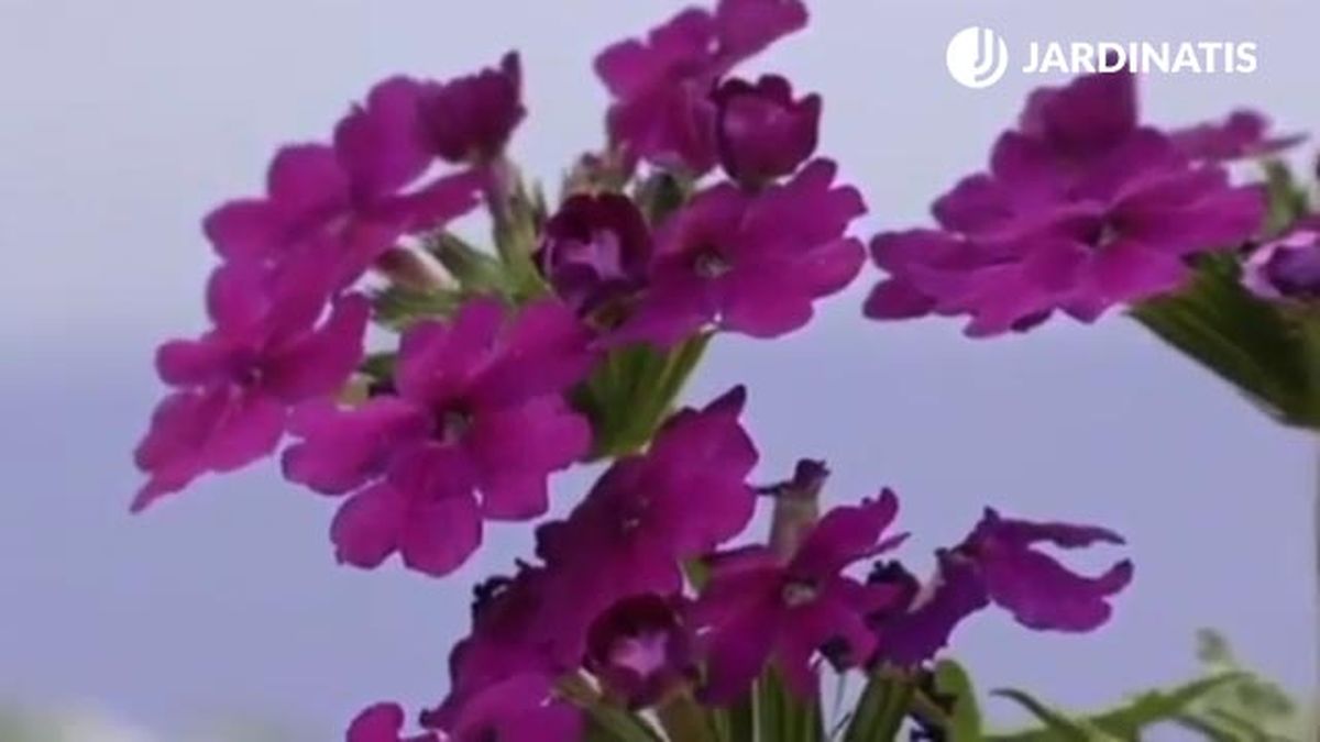 planta verbena porte rastrero o tapizante