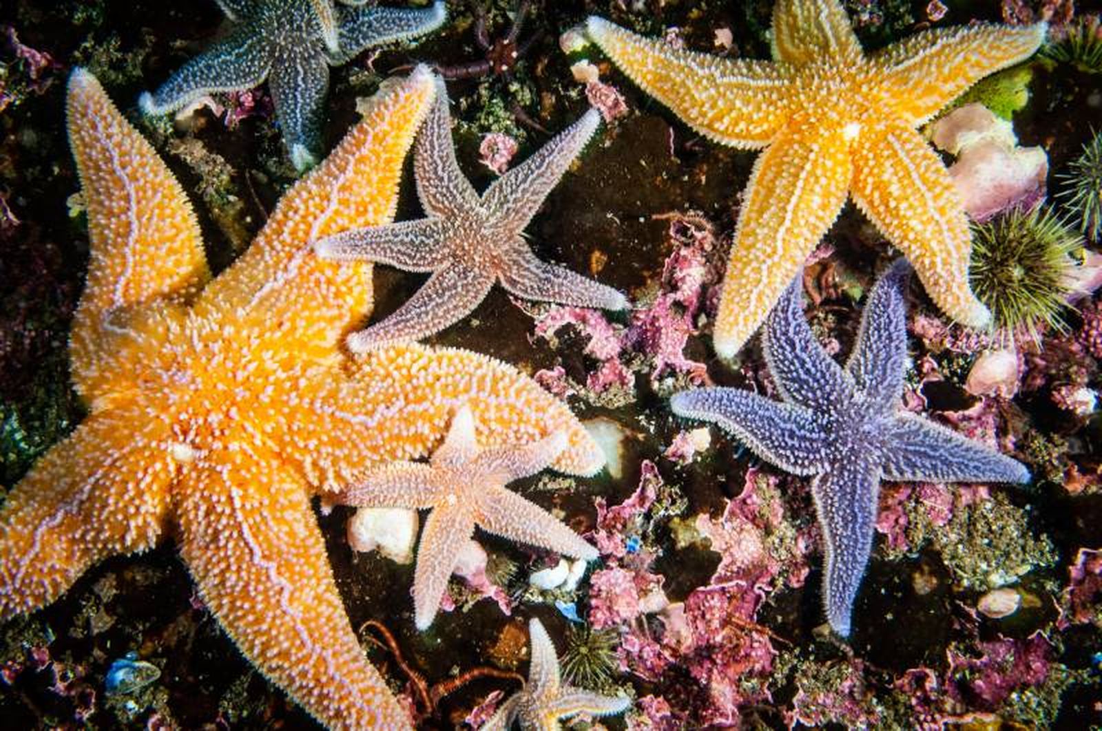 Reconocer a las verdaderas estrellas de mar no es tan fácil como podríamos pensar. Reconocer a las verdaderas estrellas de mar no es tan fácil como podríamos pensar.