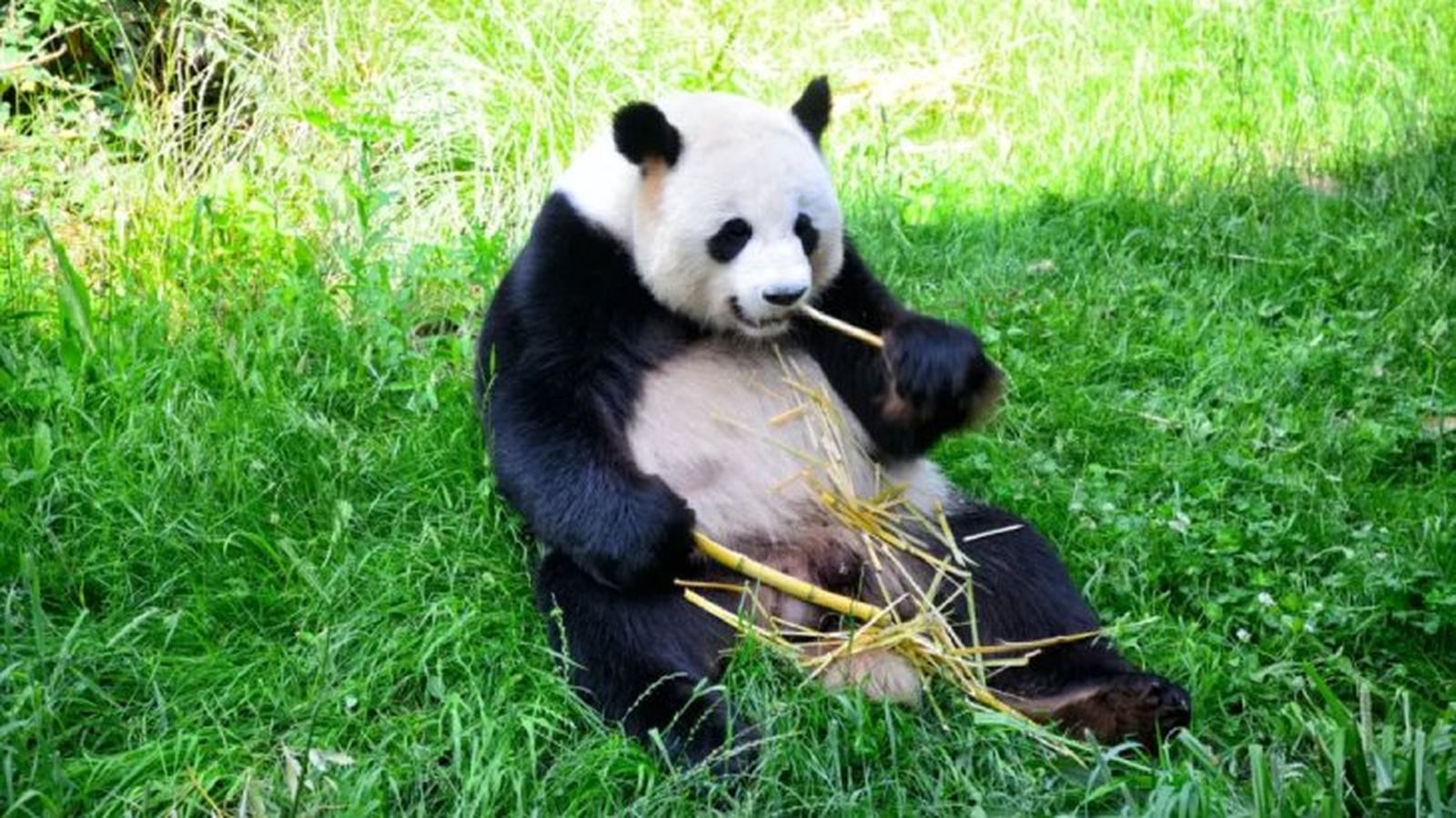 curiosidades del oso panda 2 curiosidades del oso panda 2
