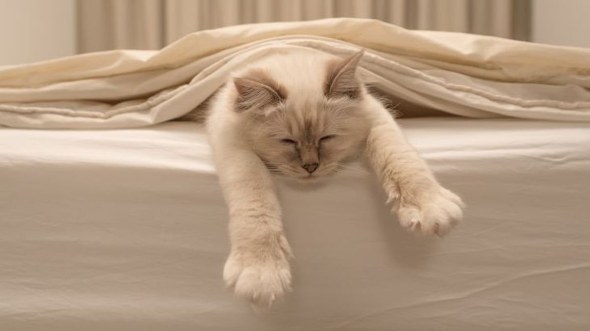 que significa sonar con un gato 1