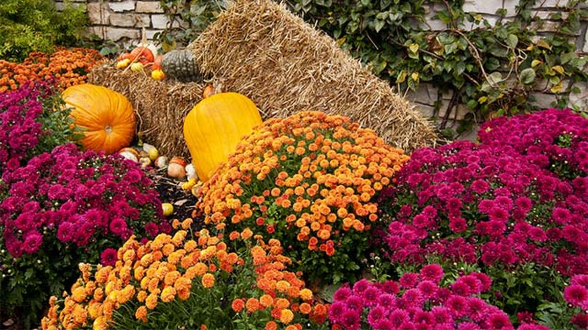 flores de otono crisantemos