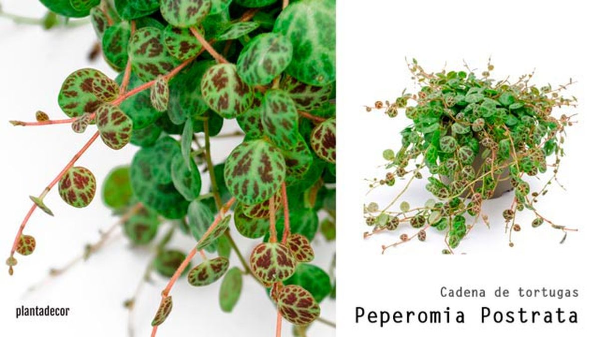 peperomia postrata plantadecor
