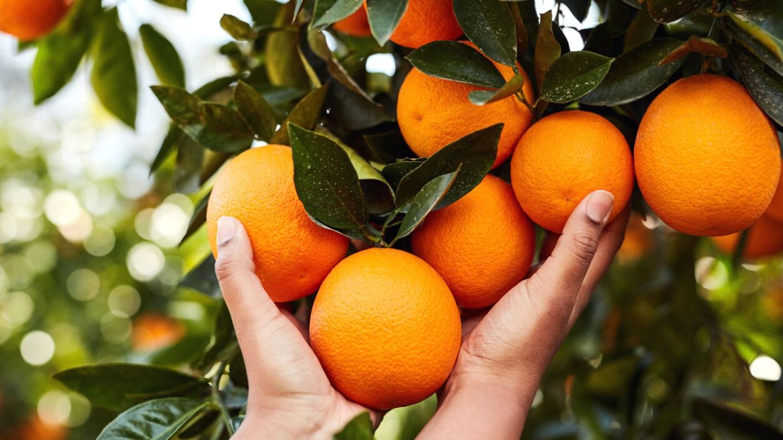como cultivar el naranjo