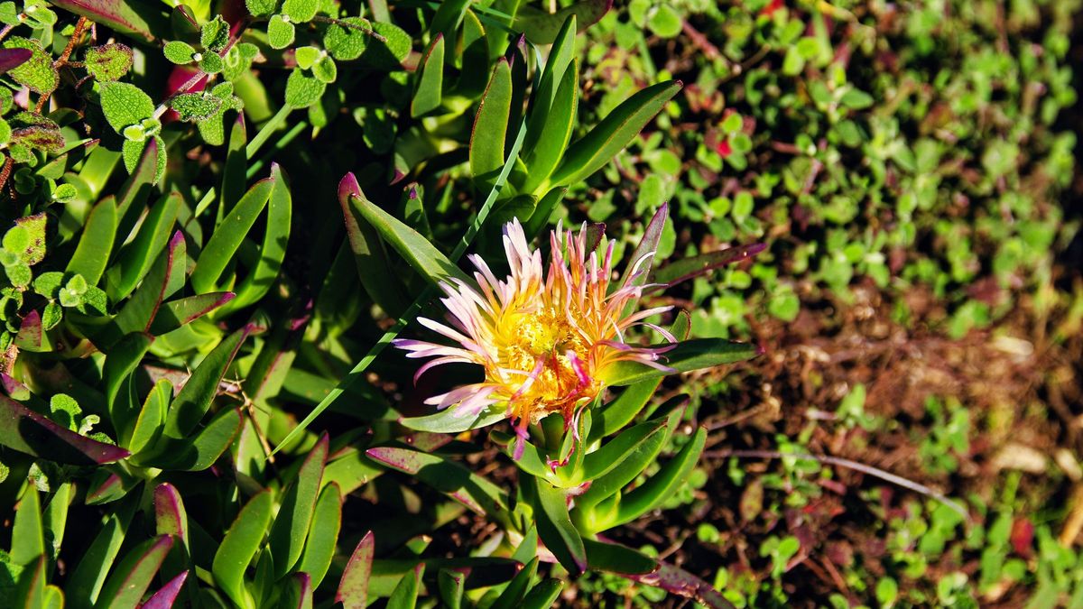 No todas las plantas exóticas o resistentes son invasoras