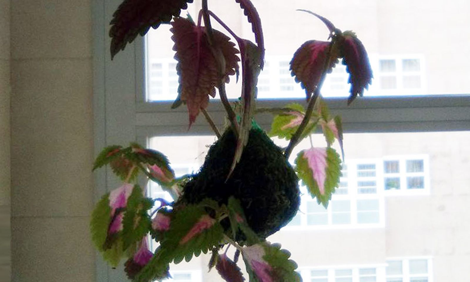 kokedama con coleo kokedama con coleo