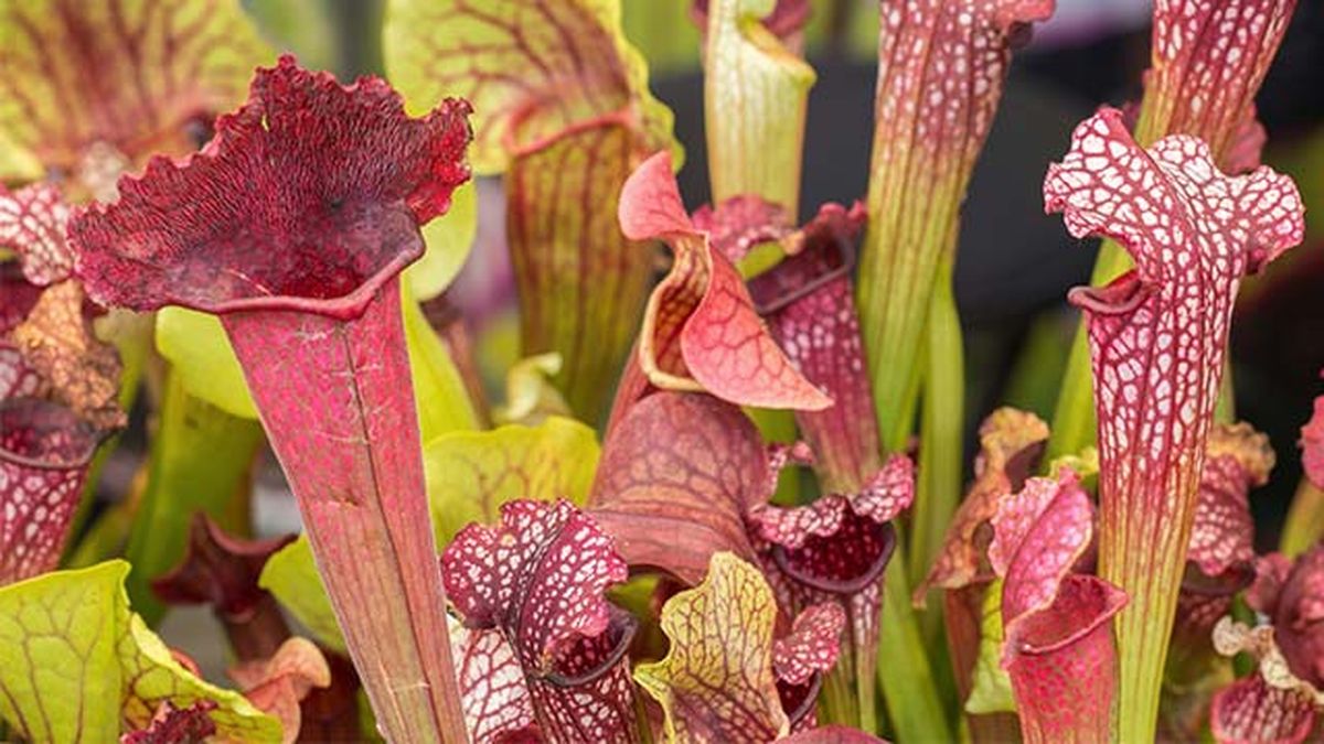 planta carnivora sarracenia leucophylla