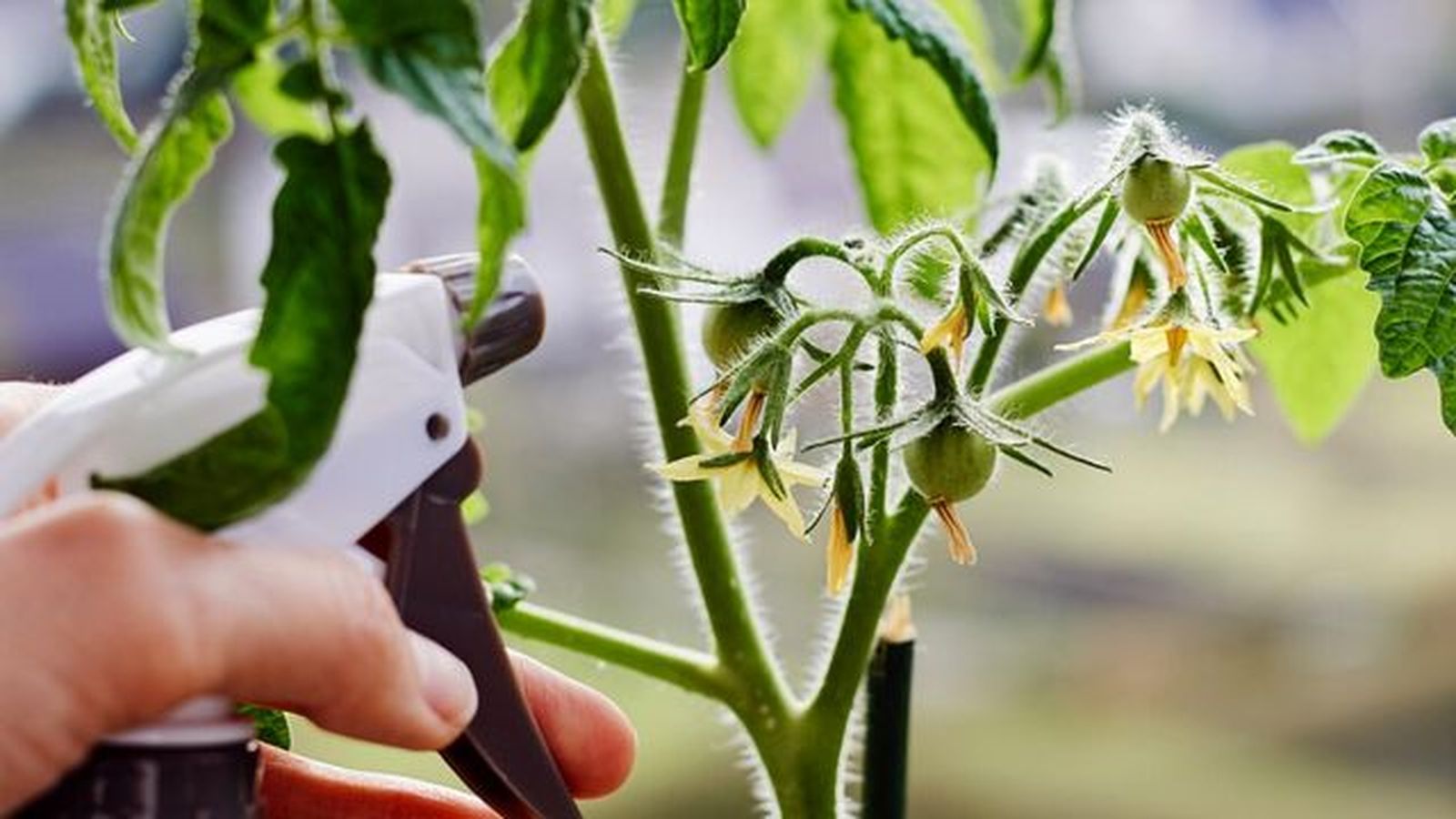 mantenimiento de los tomates mantenimiento de los tomates