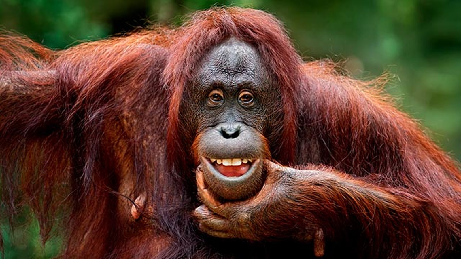 animales felices 21 orangutan animales felices 21 orangutan