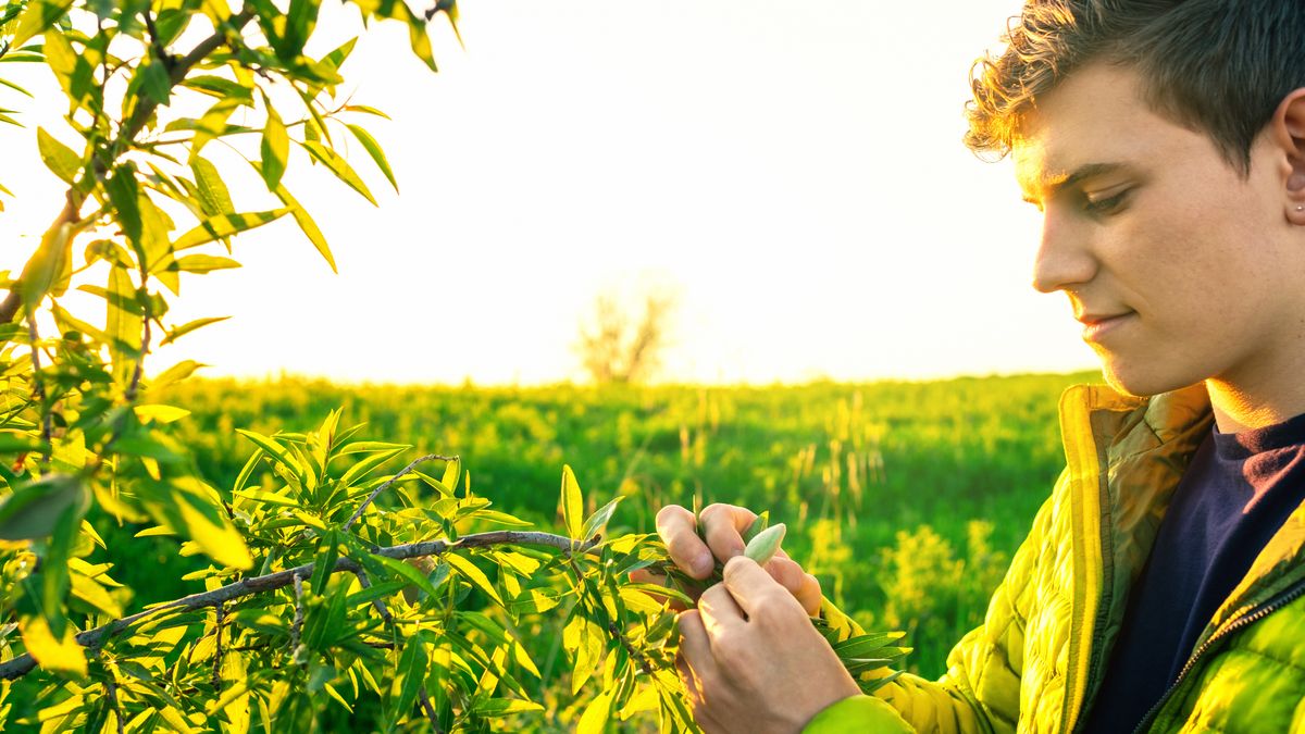 La floración es una fase concreta del ciclo de la planta