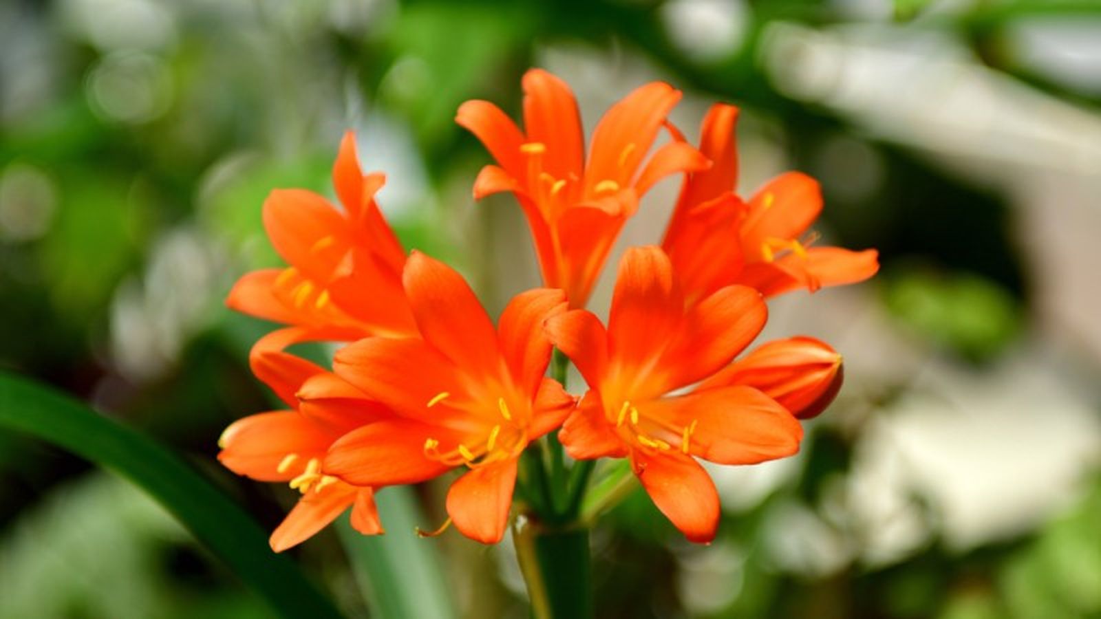 Las flores de la clivia captan totalmente la mirada. Las flores de la clivia captan totalmente la mirada.
