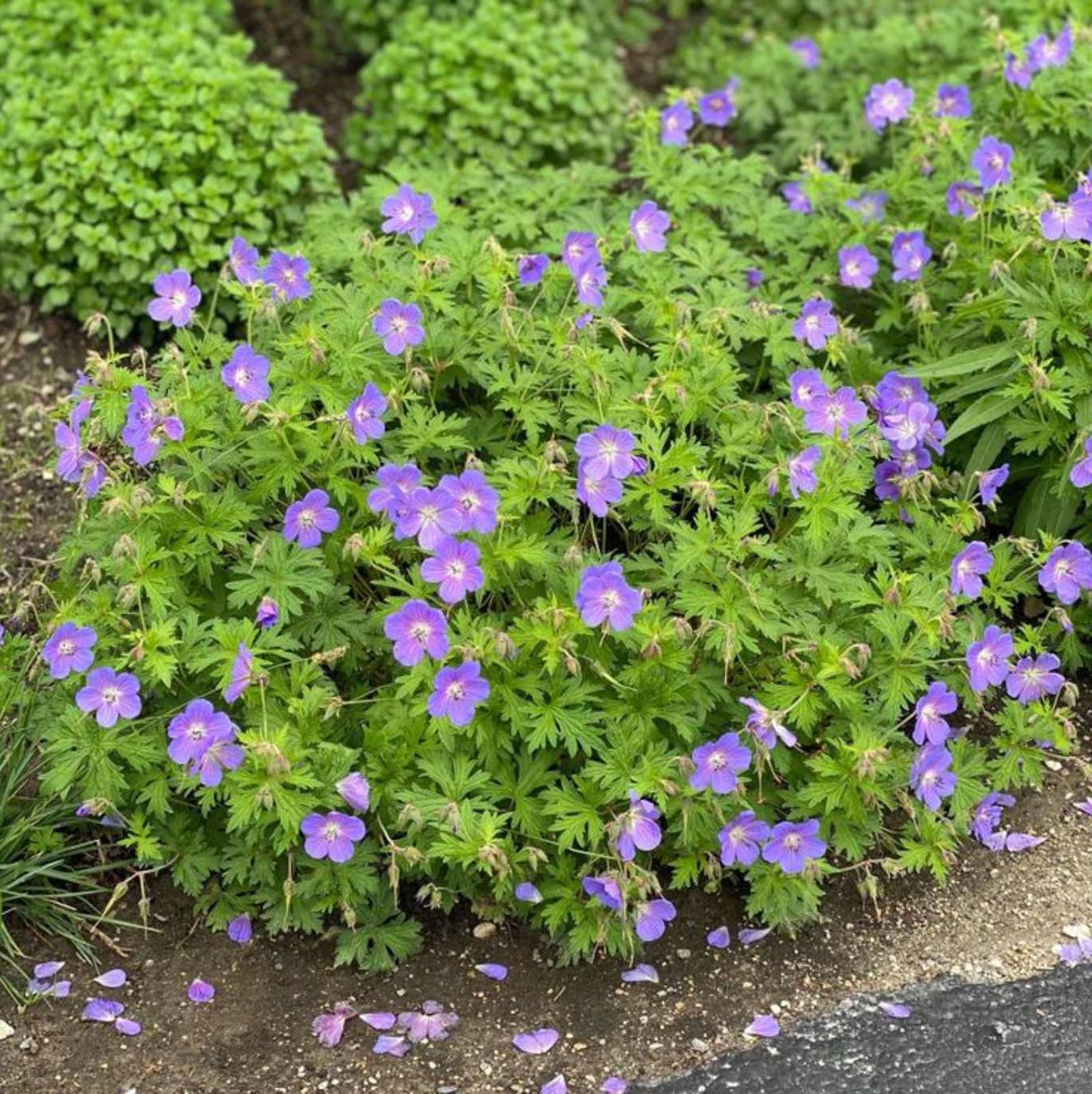 Quitar las flores marchitas puede prolongar la floración.