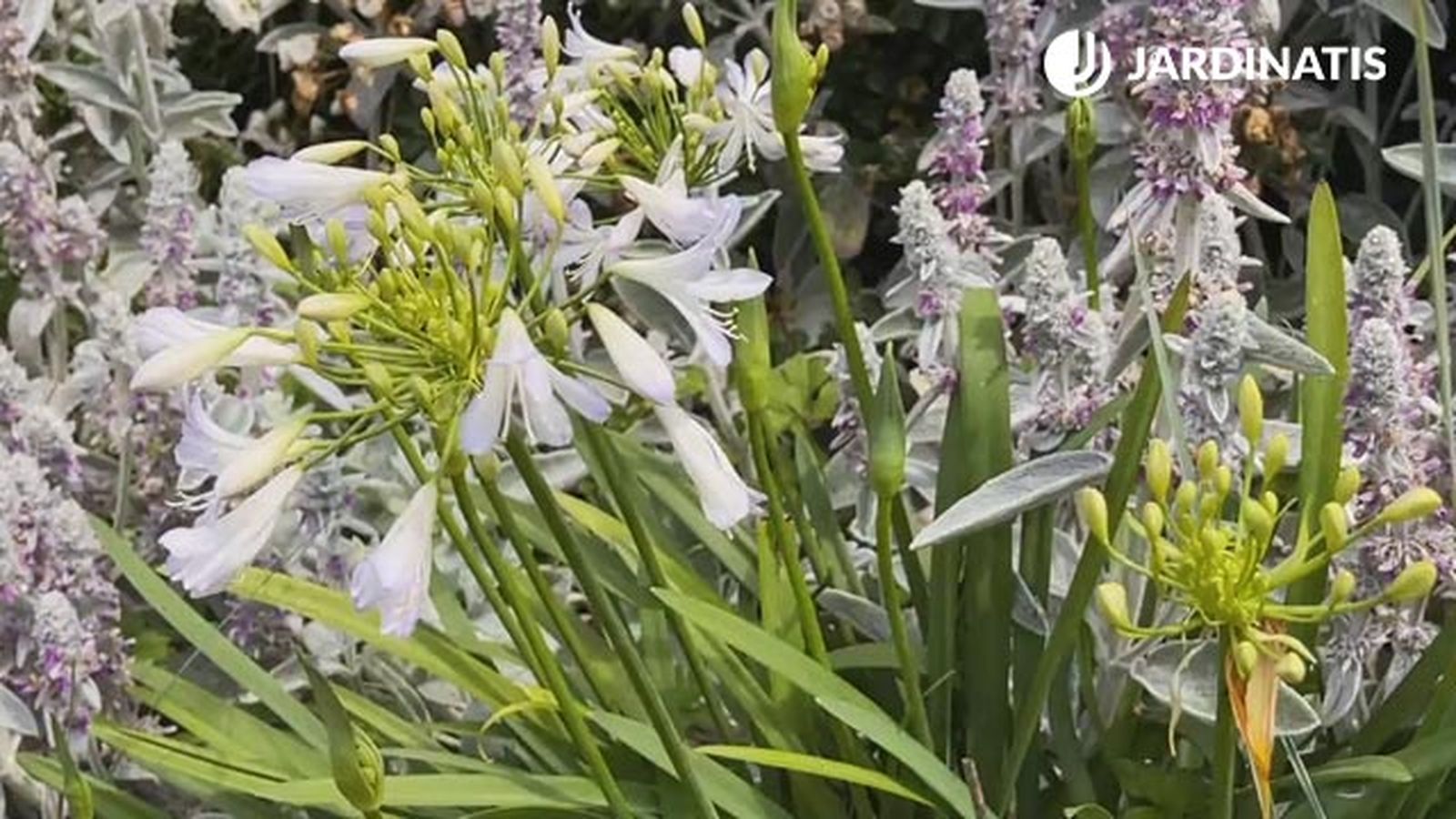 agapanthus medio planta flor para decorar jardin en gris blanco xl agapanthus medio planta flor para decorar jardin en gris blanco xl