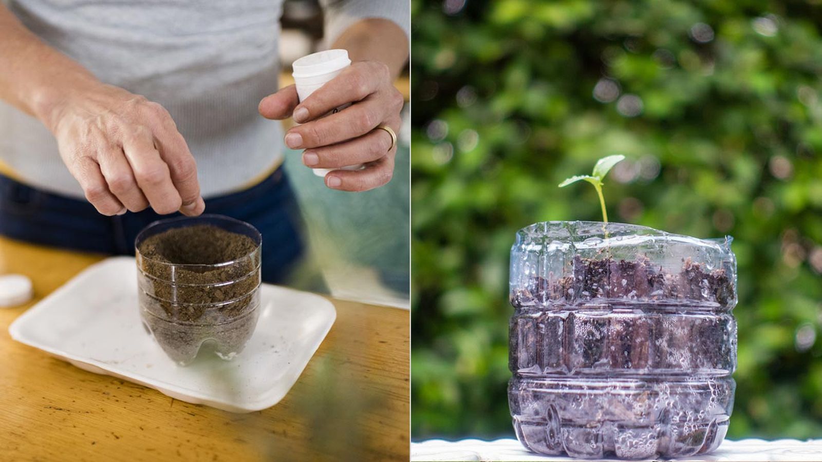 como hacer semilleros con botellas de plastico como hacer semilleros con botellas de plastico