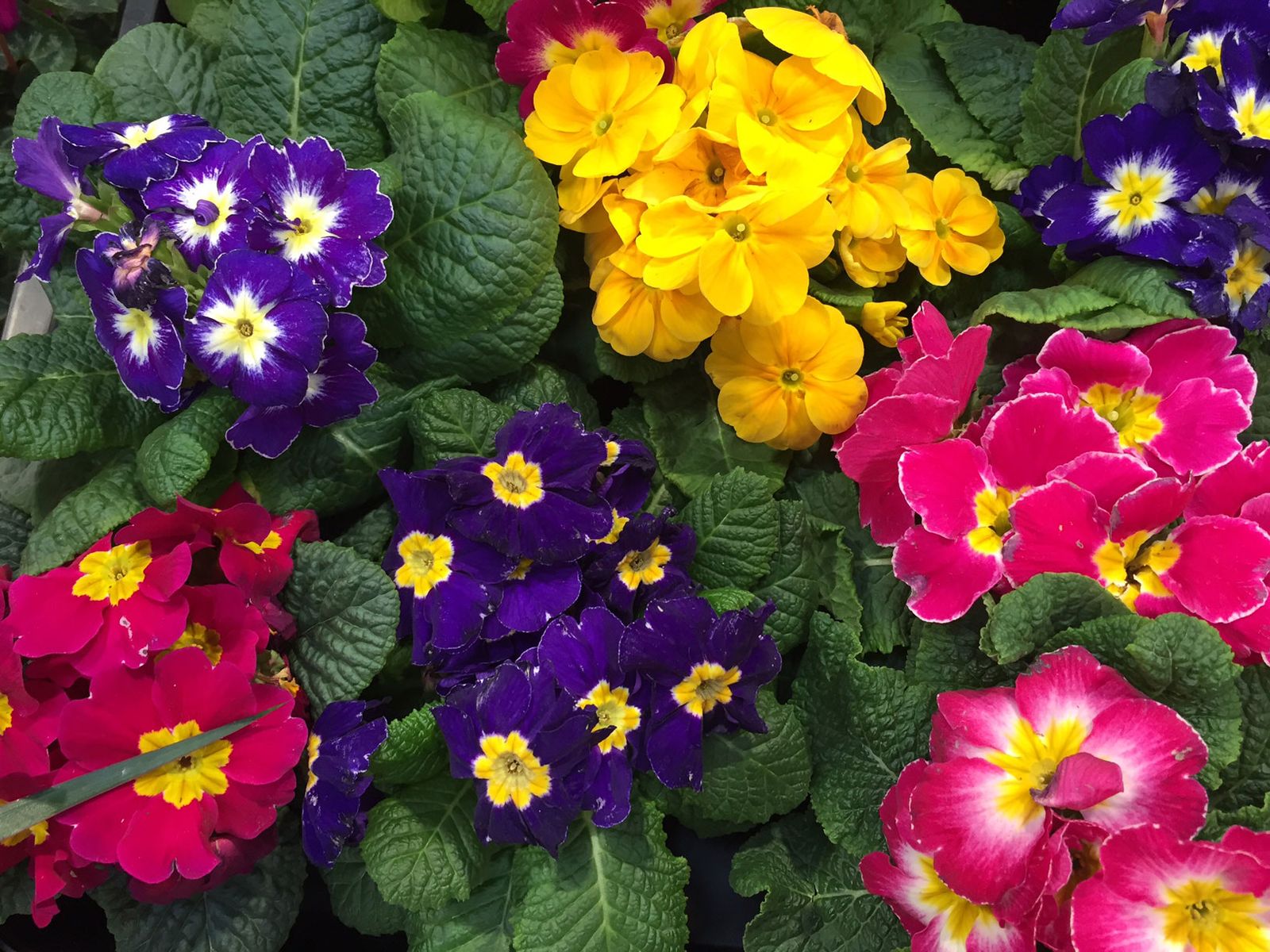 primula acaulis xl