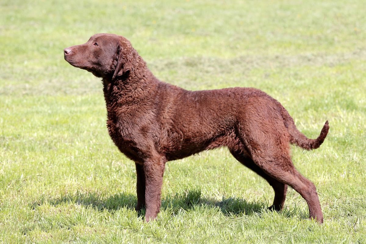 tipos de retriever chesapeake bay retriever