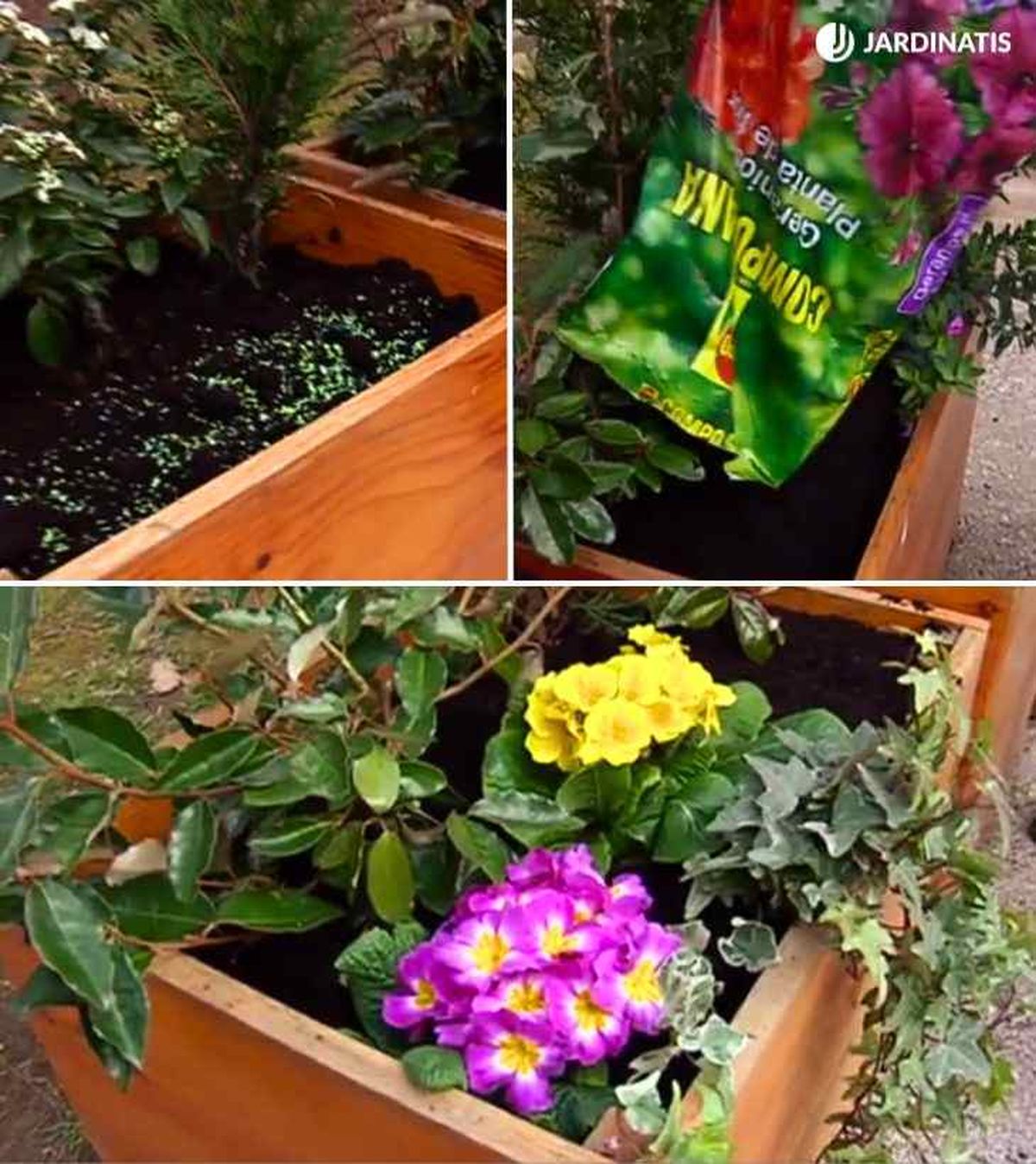 plantacion primulas en jardineras brico 686