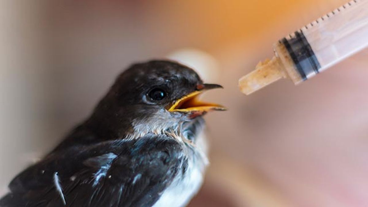 que hacer si encuentras polluelo huerfano 9 alimento jeringuilla