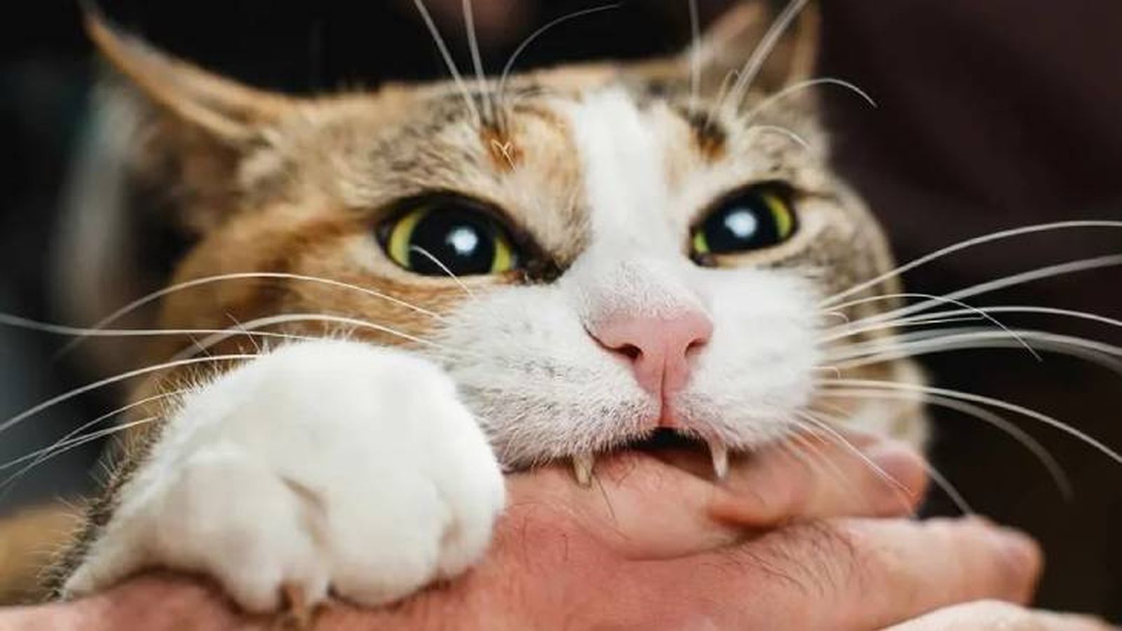 como ensenar a un gato a no morder 10 (1) como ensenar a un gato a no morder 10 (1)