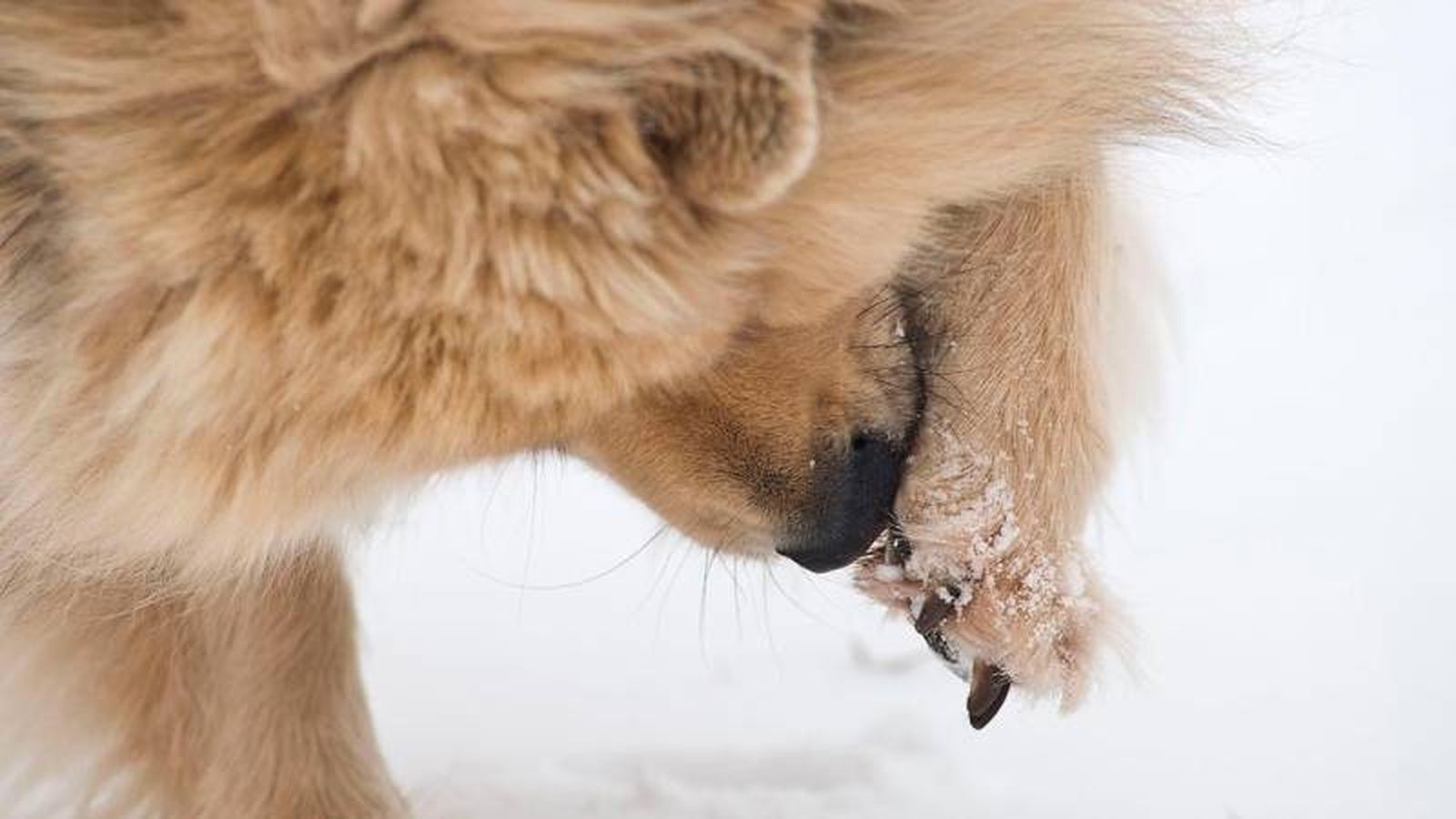 Es conveniente cuidar las almohadillas tanto antes como después del paseo invernal.