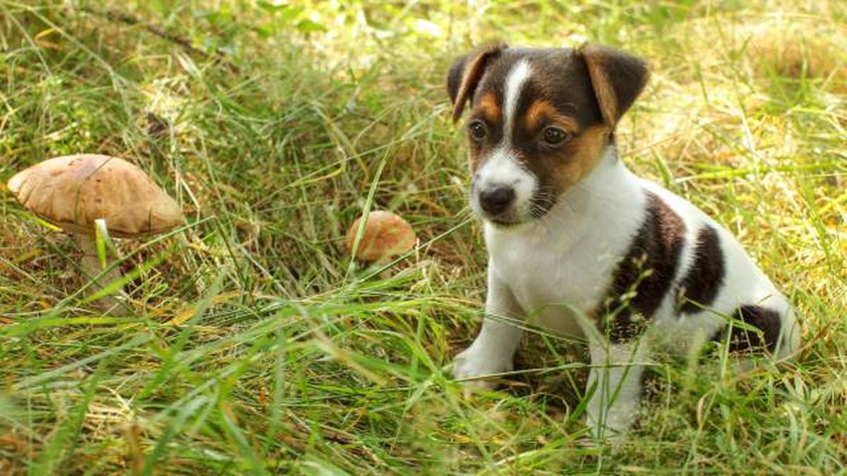 precacuciones perros peligro setas venenosas