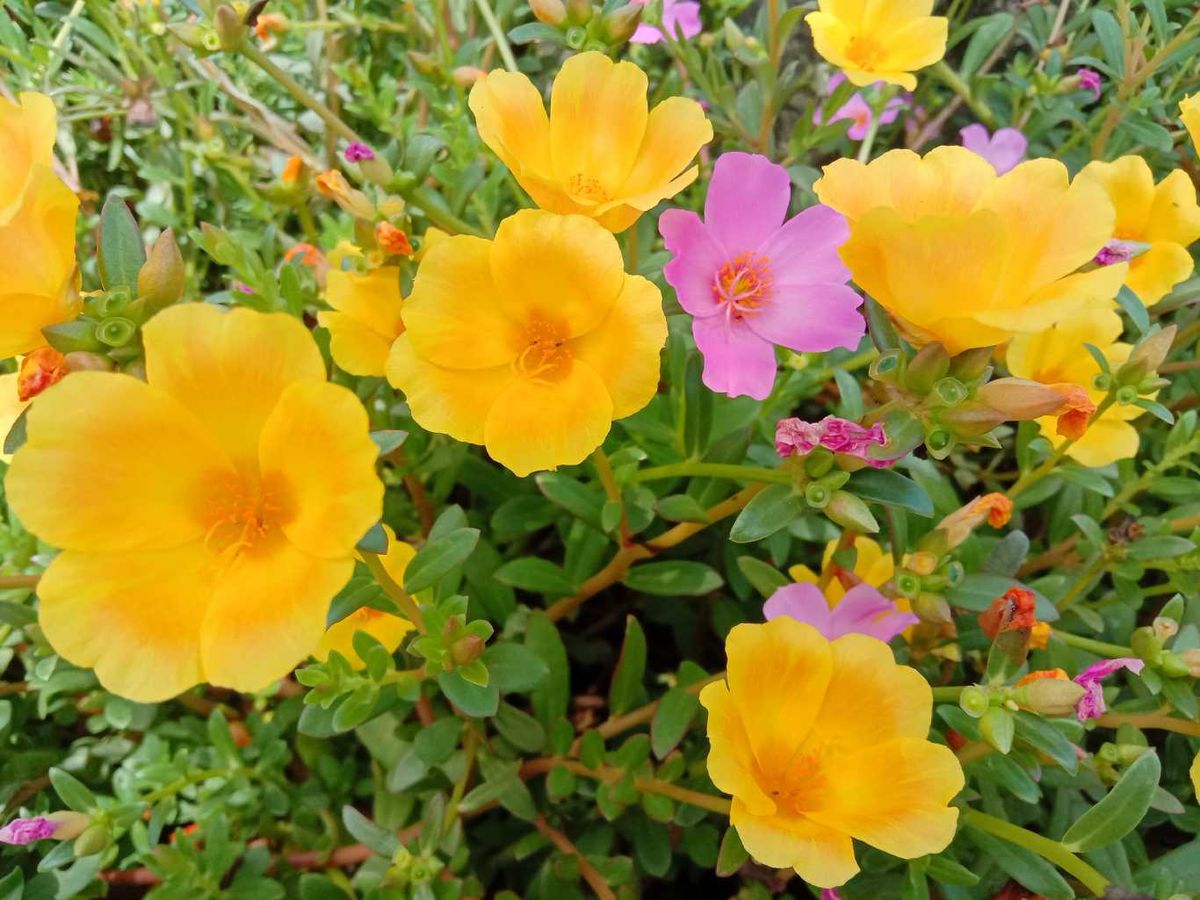 Portulaca grandiflora.