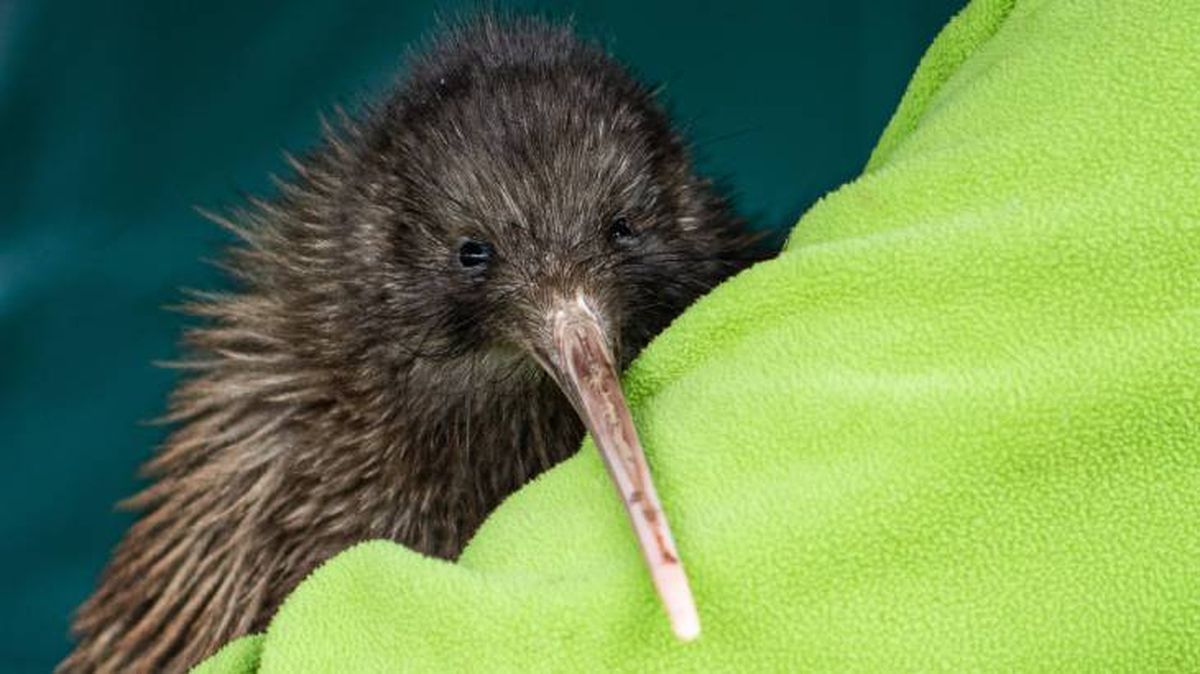 kiwi animal rasgos
