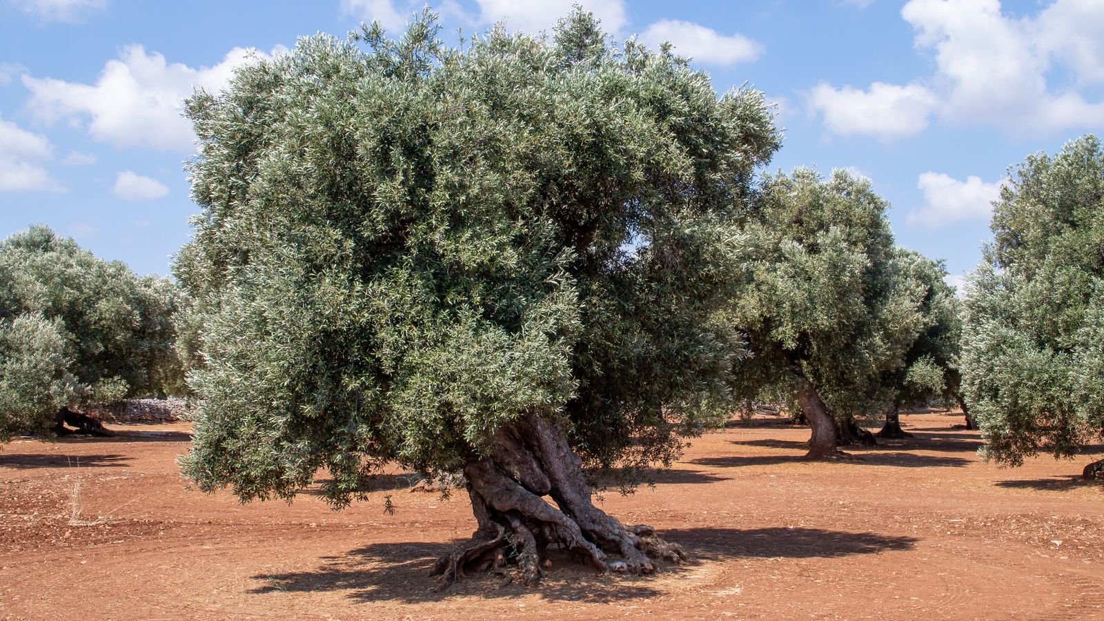 Las plantas longevas tardan más en completar su ciclo vital