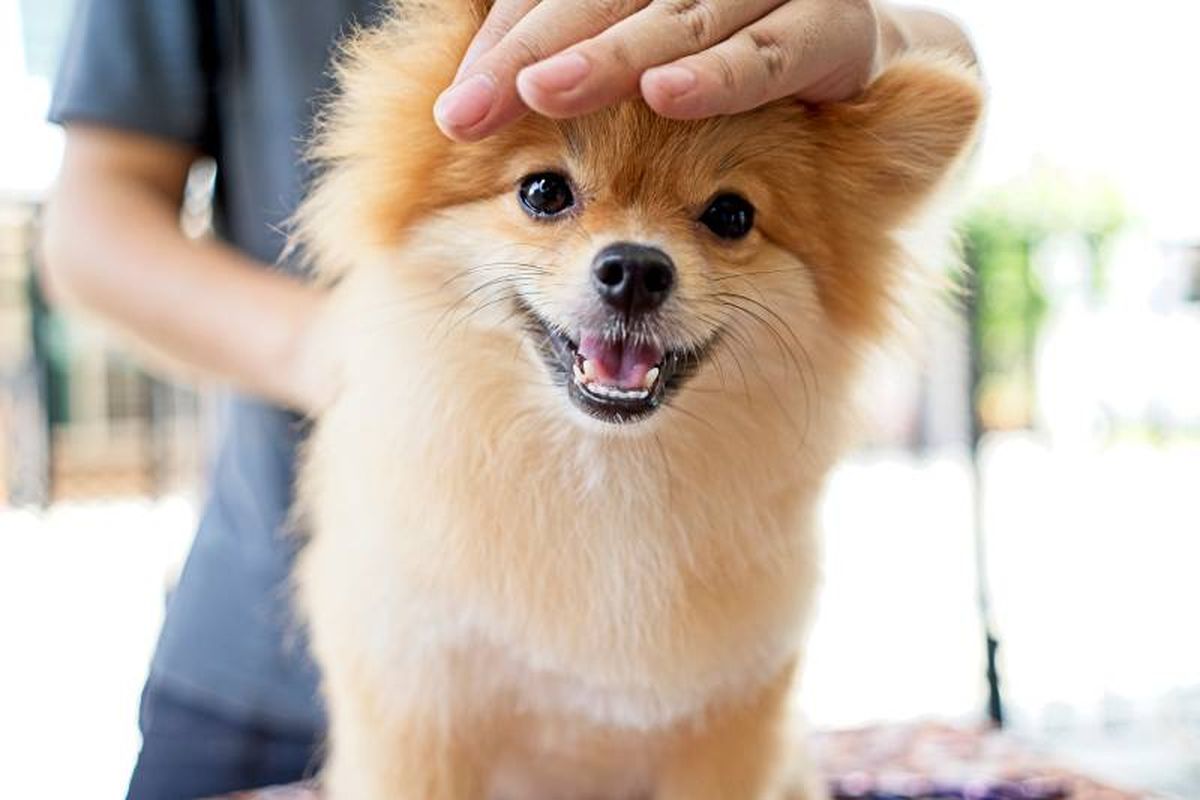 Rapar el pelo en verano NO es una buena opción para vuestro perro