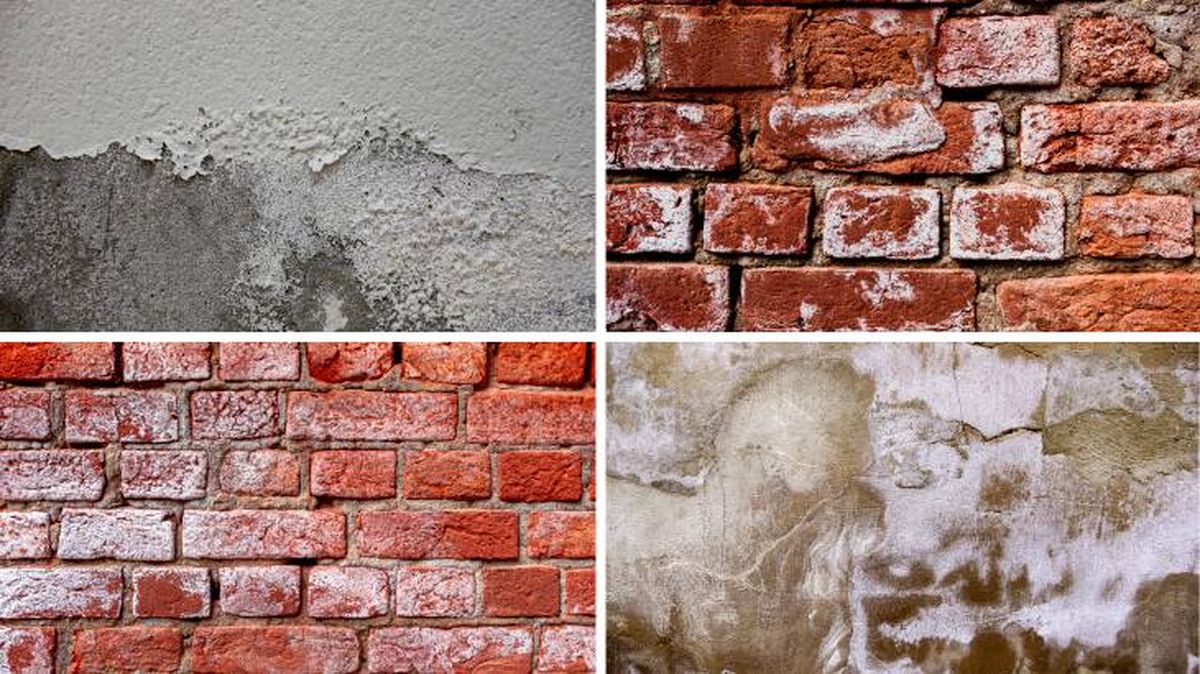 eflorescencia salina pared