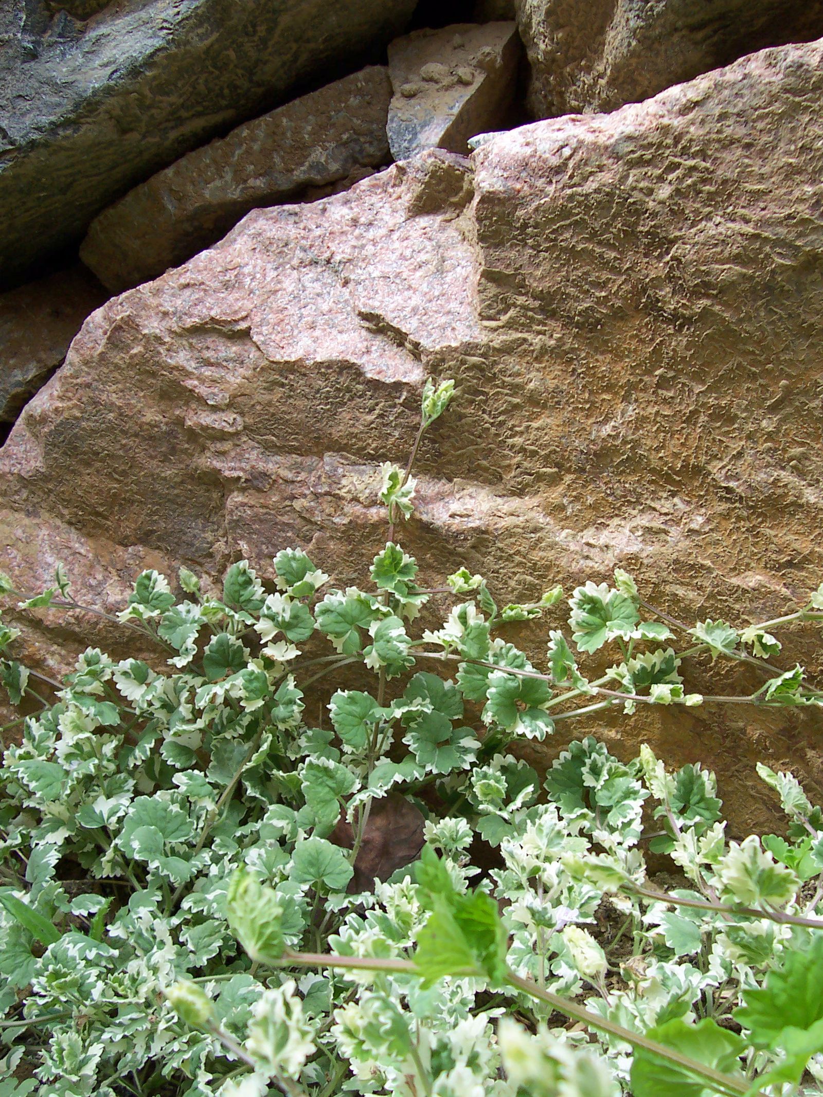 Glechoma hederacea ?Variegata? Patrick Standish Glechoma hederacea ?Variegata? Patrick Standish
