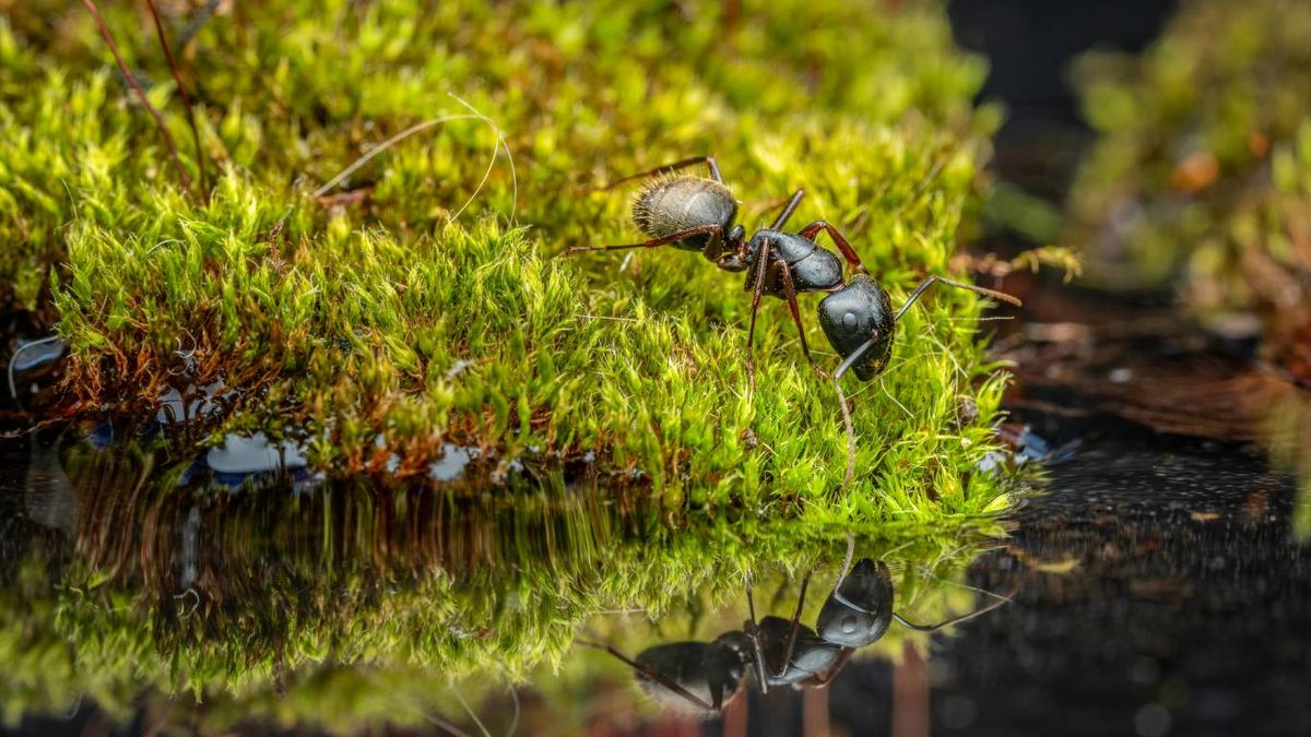 Las hormigas son unos insectos terrestres que aportan muchos beneficios.