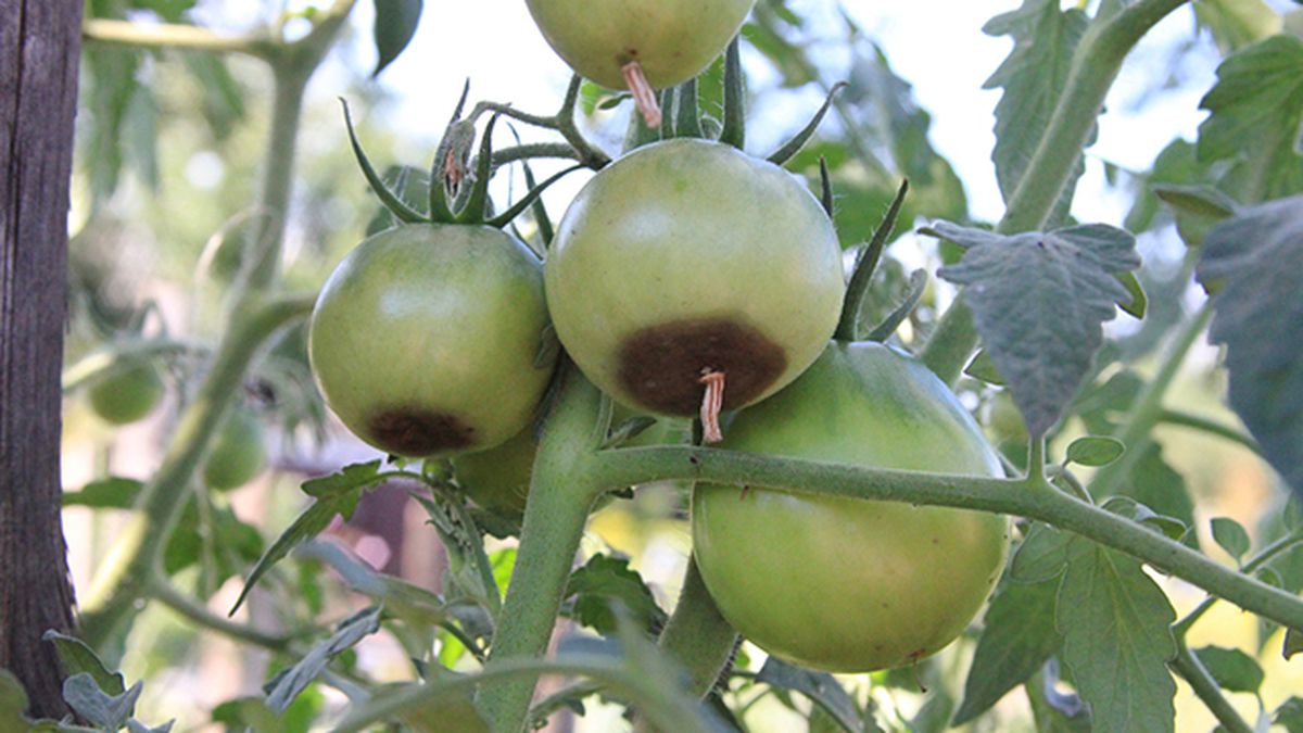 podredumbre apical de la planta del tomate como combatirla