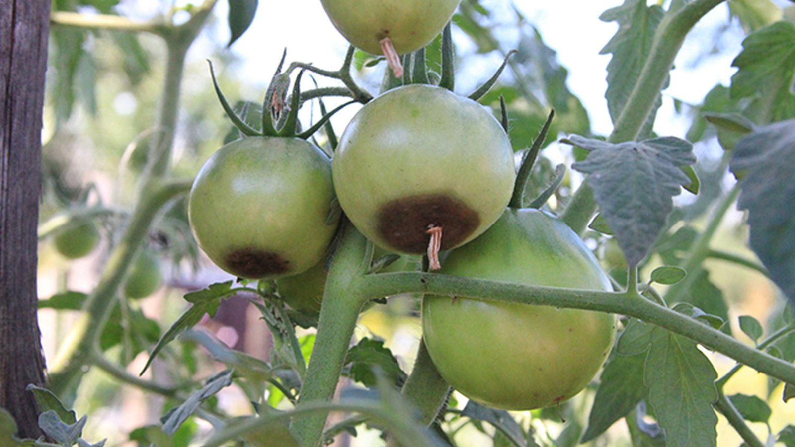 podredumbre apical de la planta del tomate como combatirla podredumbre apical de la planta del tomate como combatirla