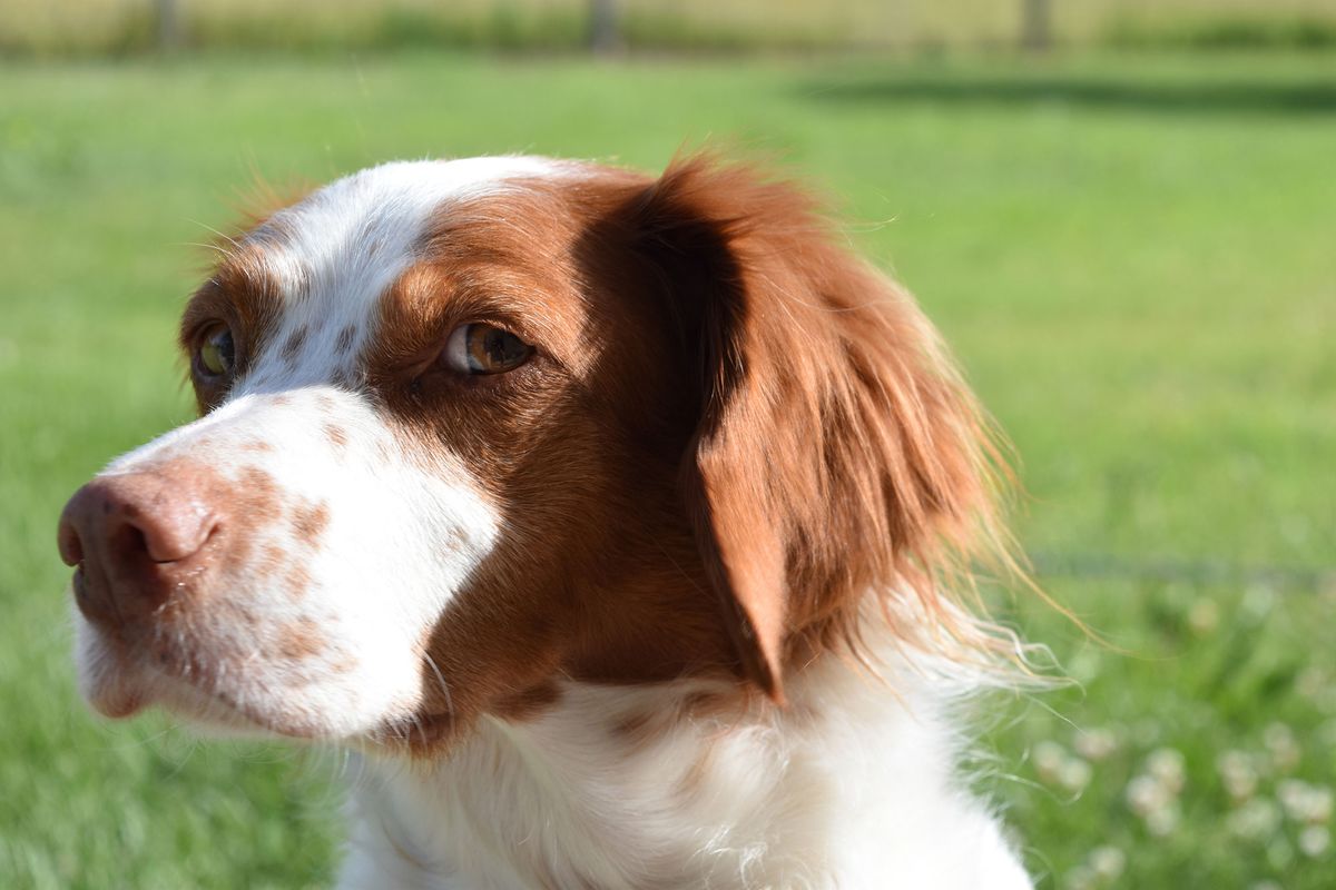 mascotas razas perros spaniel breton2