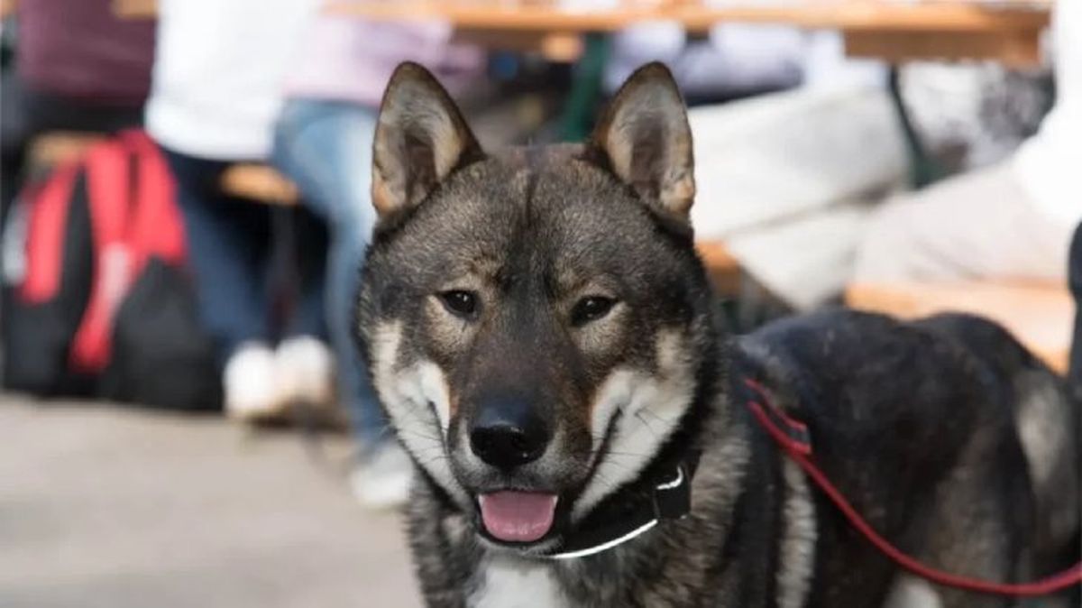 perros japoneses shikoku 4