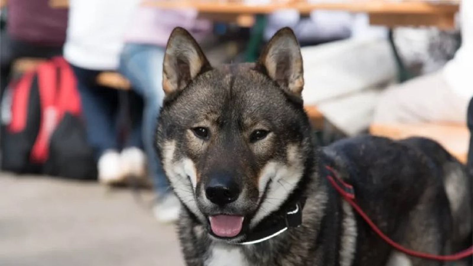 perros japoneses shikoku 4 perros japoneses shikoku 4
