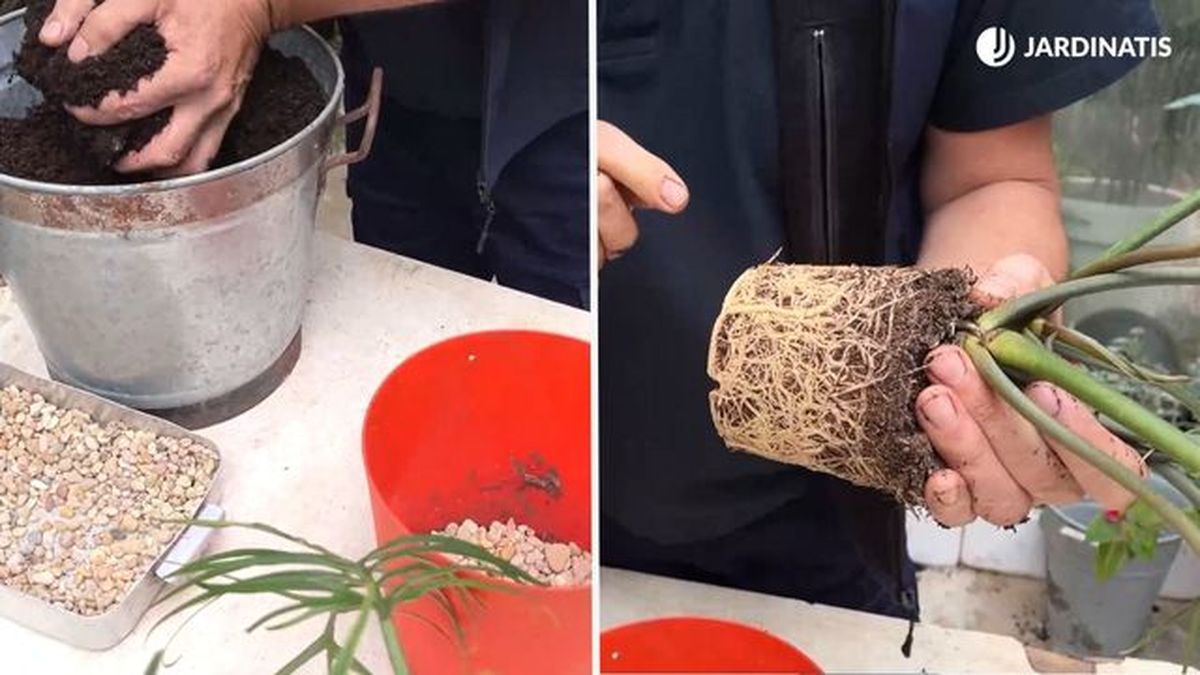 philodendron tortum trasplante jardinatis 23 41