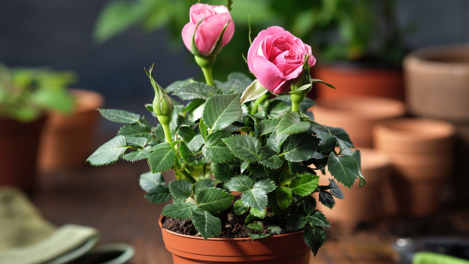 No uses las cáscaras de plátano como un reemplazo de un fertilizante equilibrado para rosas