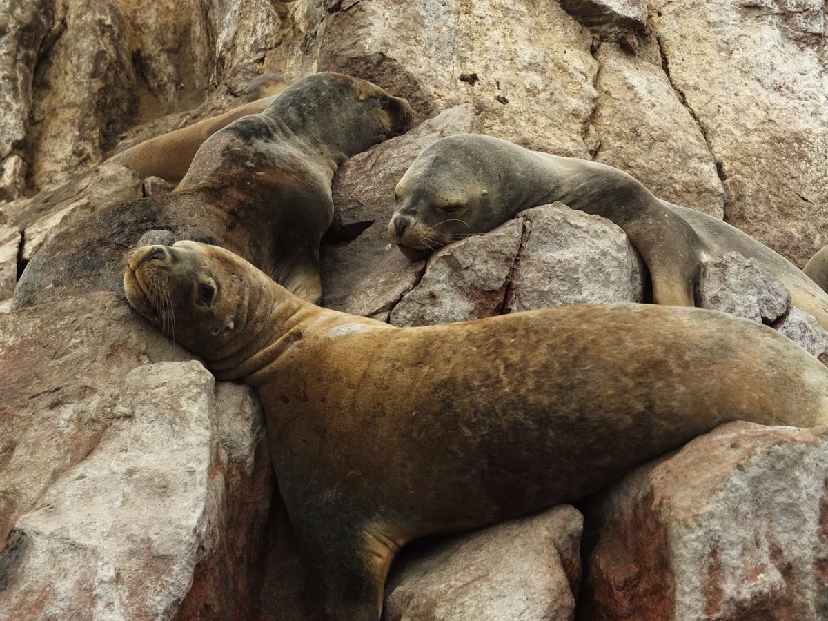 leon marino perezoso