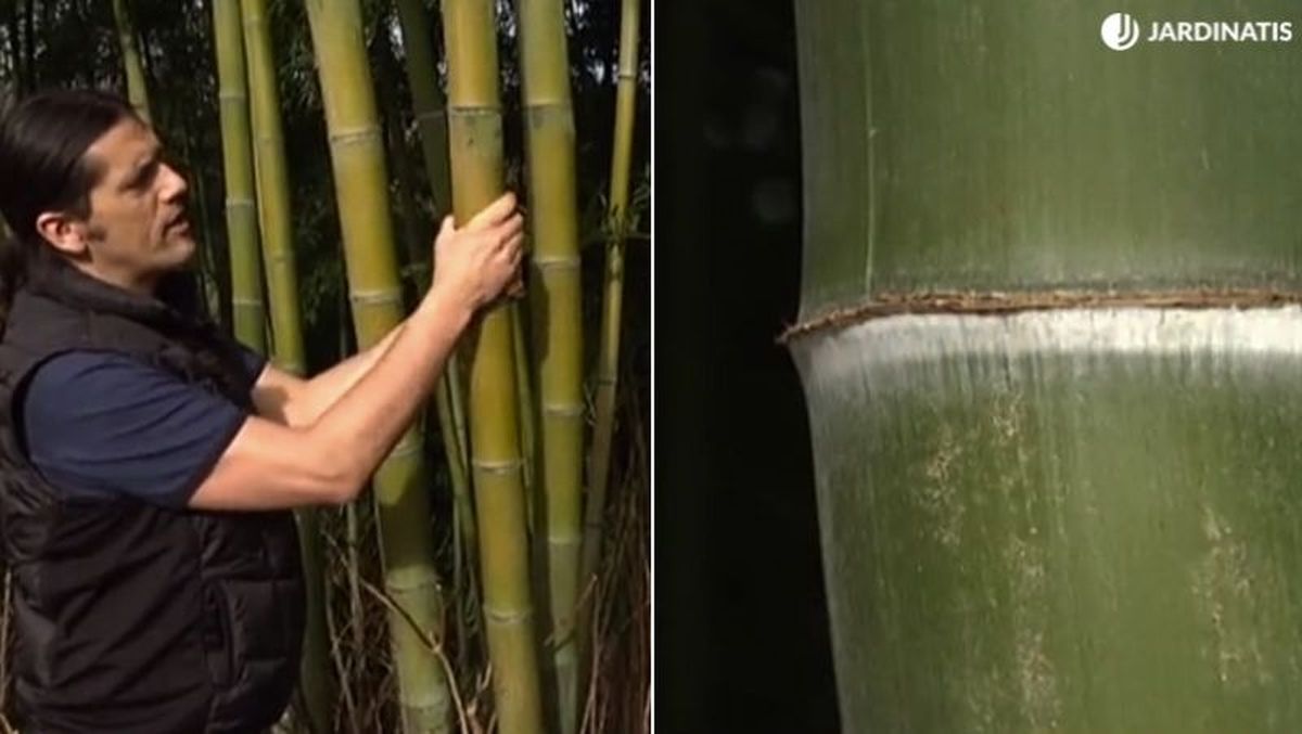 Phyllostachys Viridis