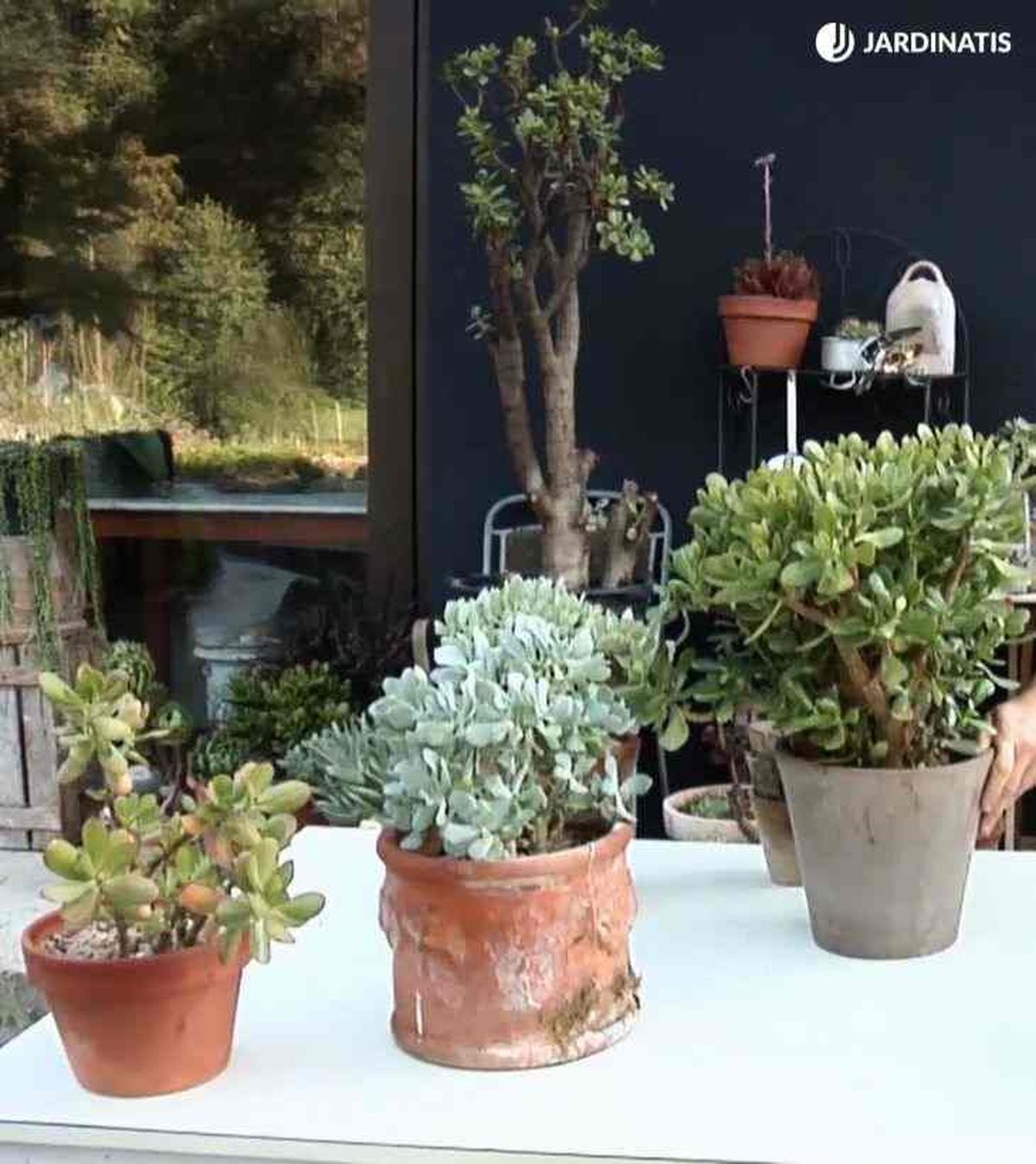 crassulas arborescens