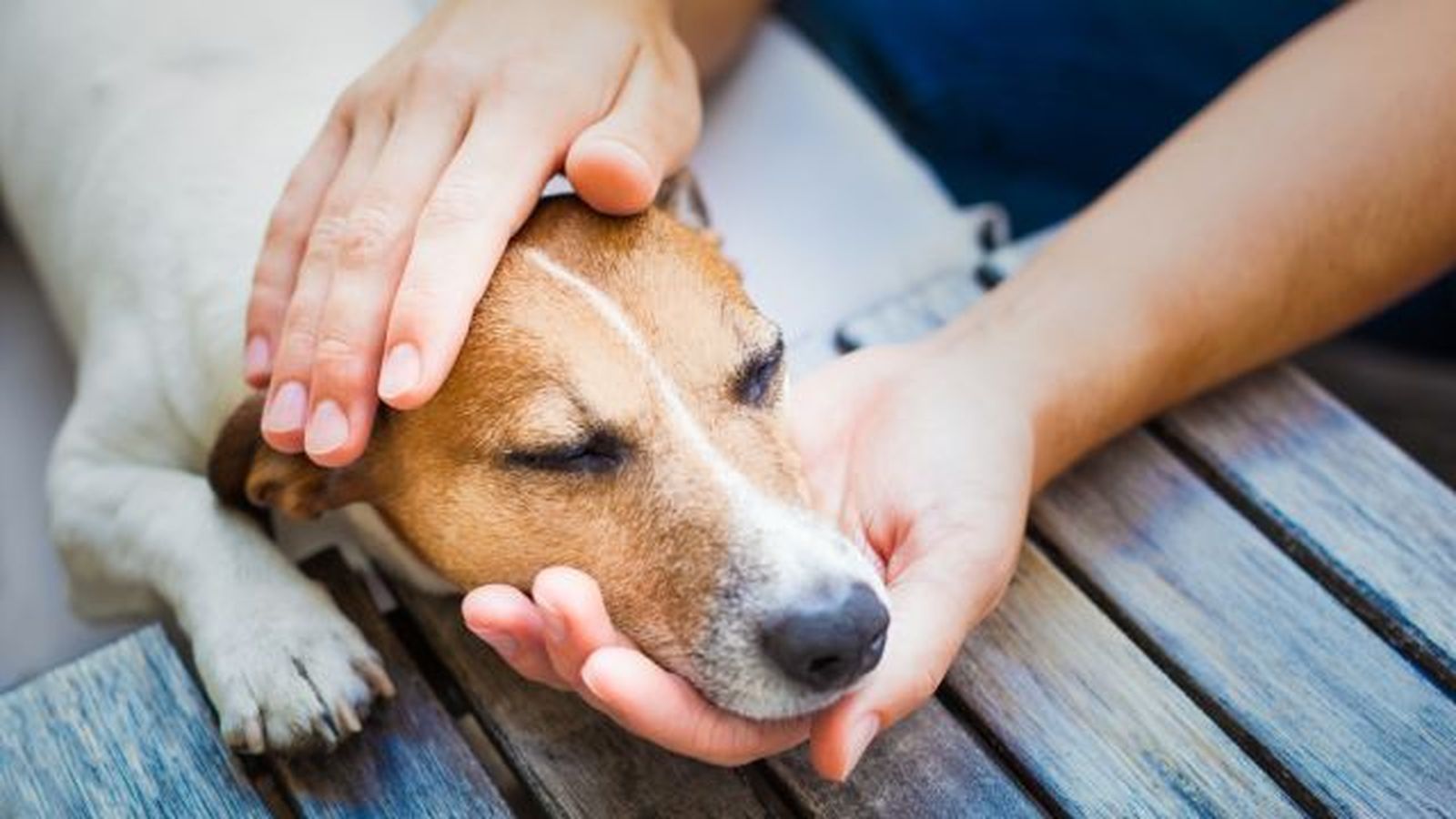 verrugas en perros 3